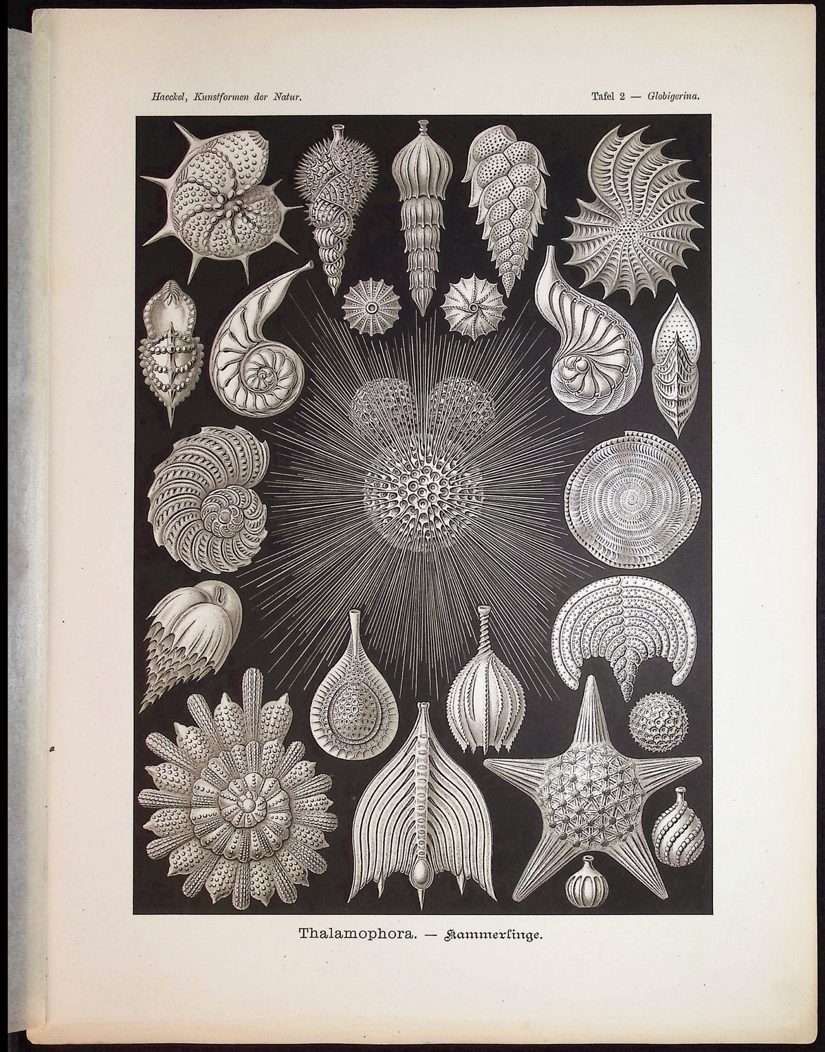 Rhizopod; Thalamophora