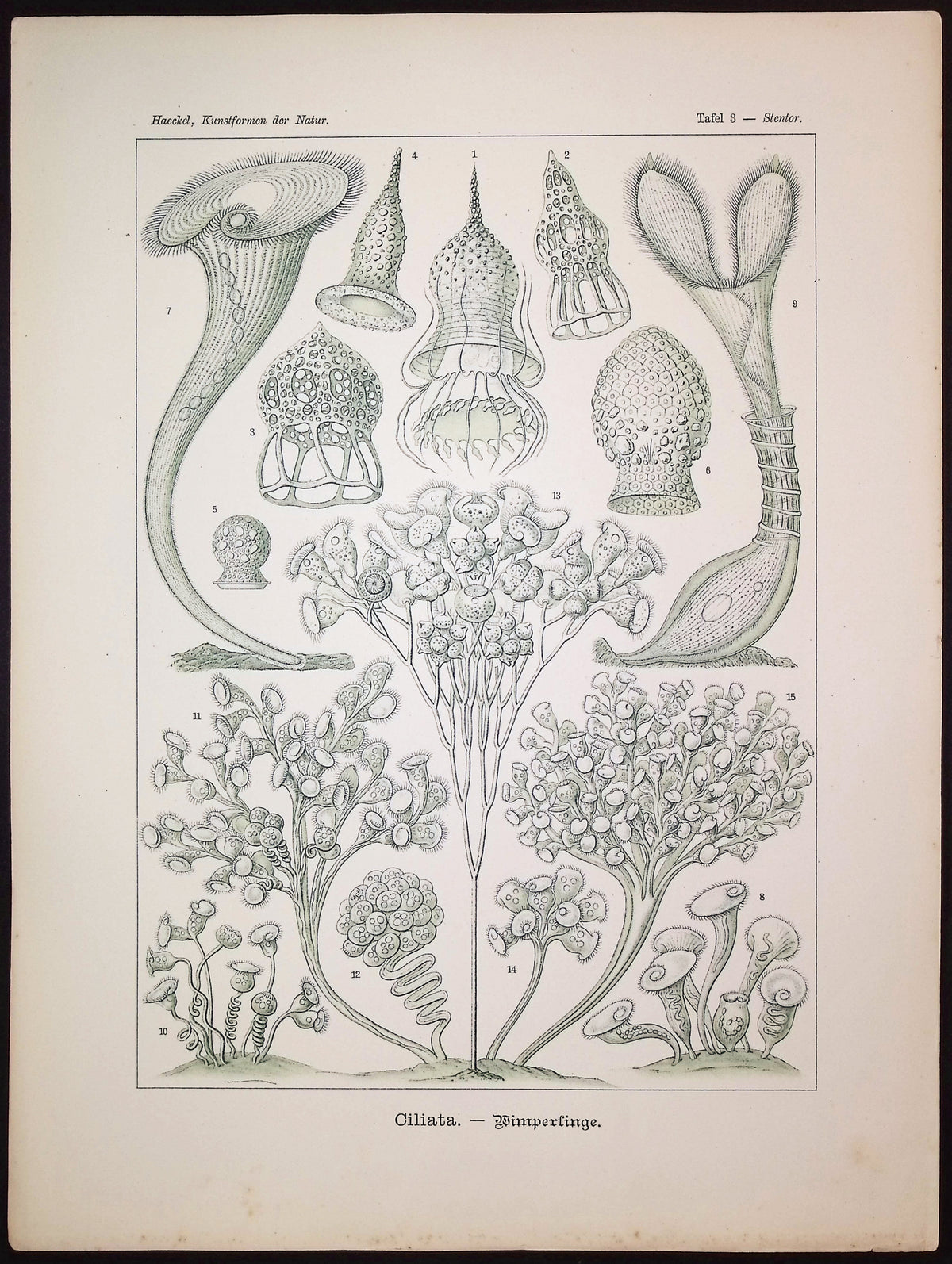 Protozoa; Ciliata