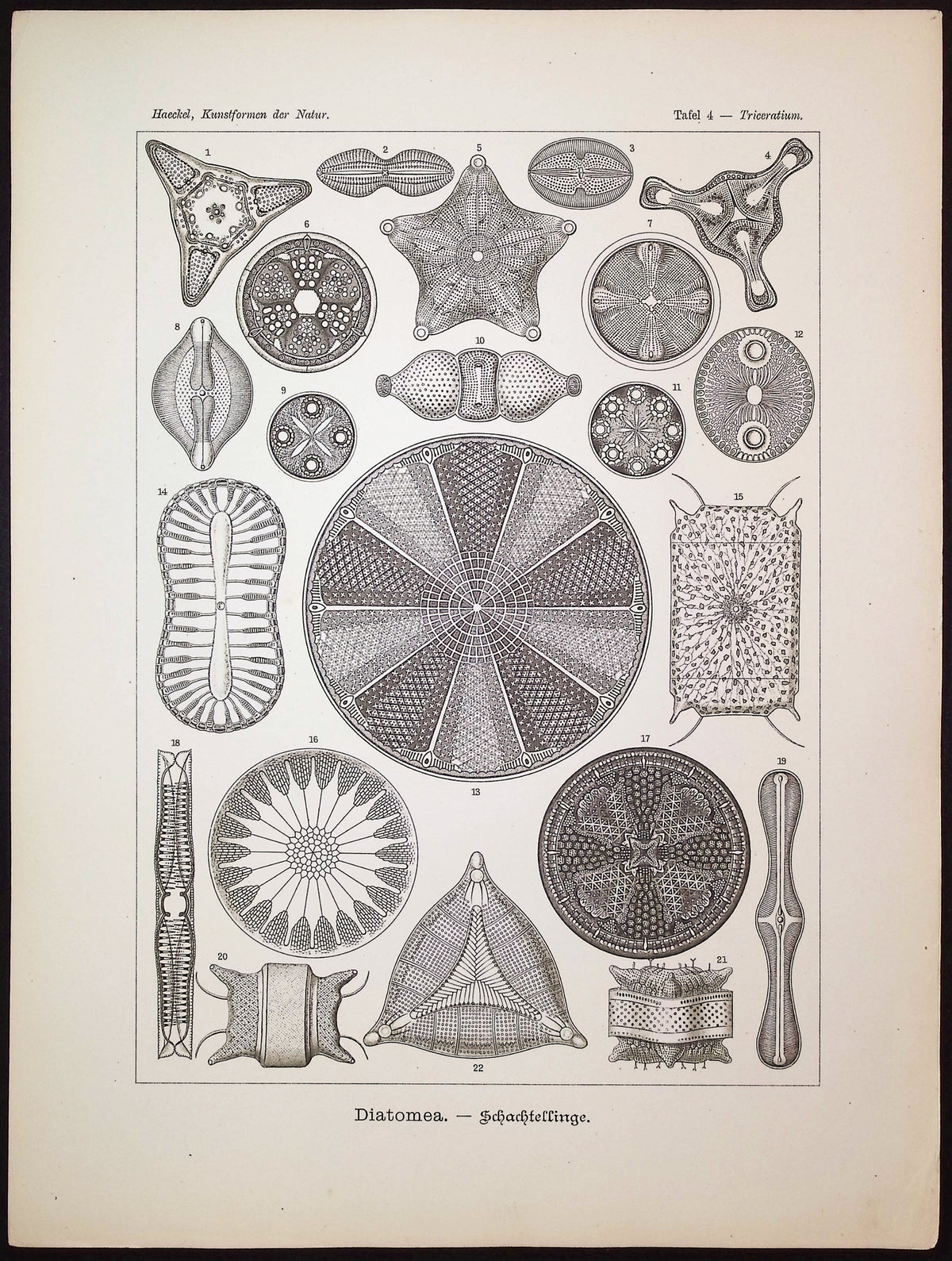 Algae; Diatomea