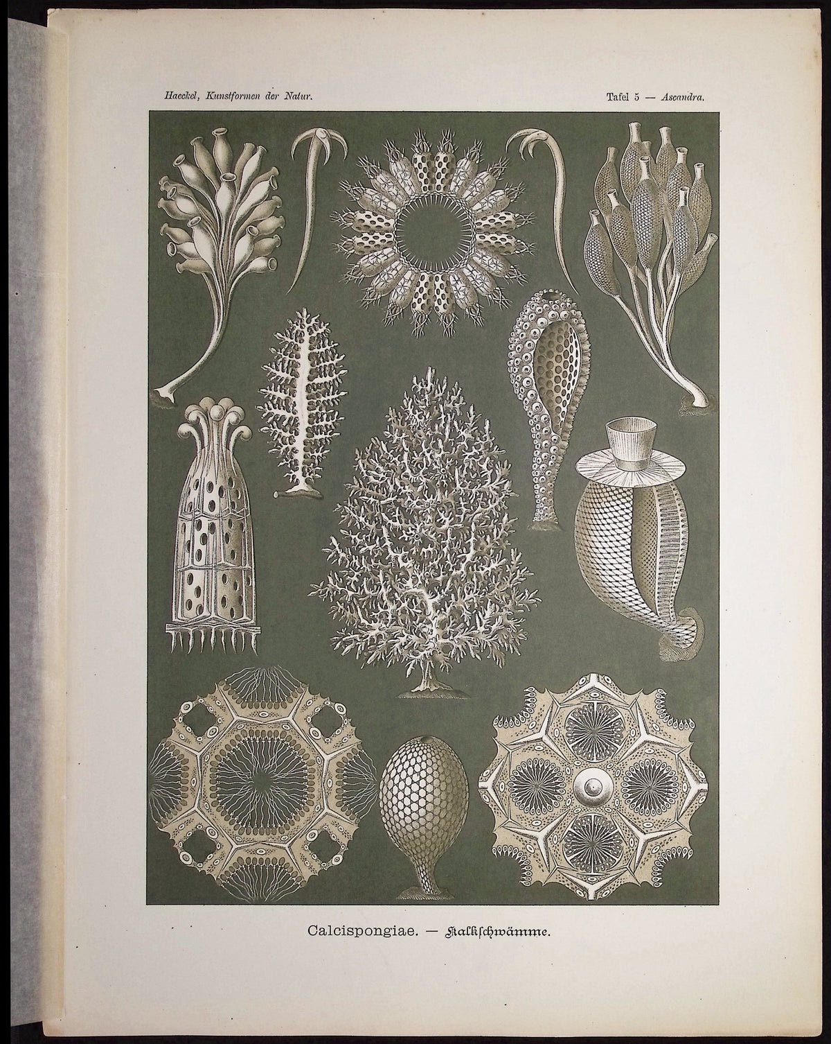Cellular Sponges; Calcispongiae