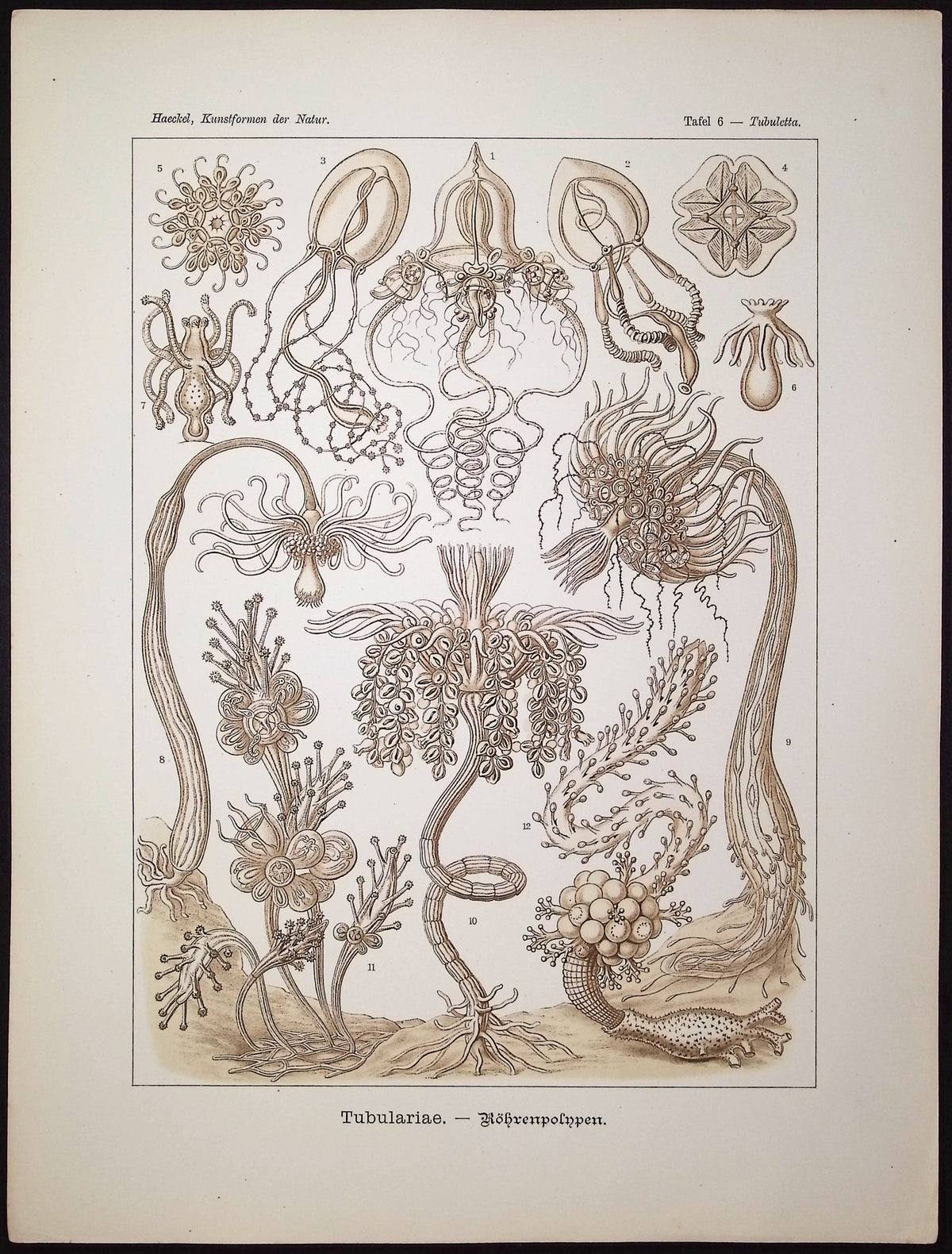 Hydroid; Tubulariae