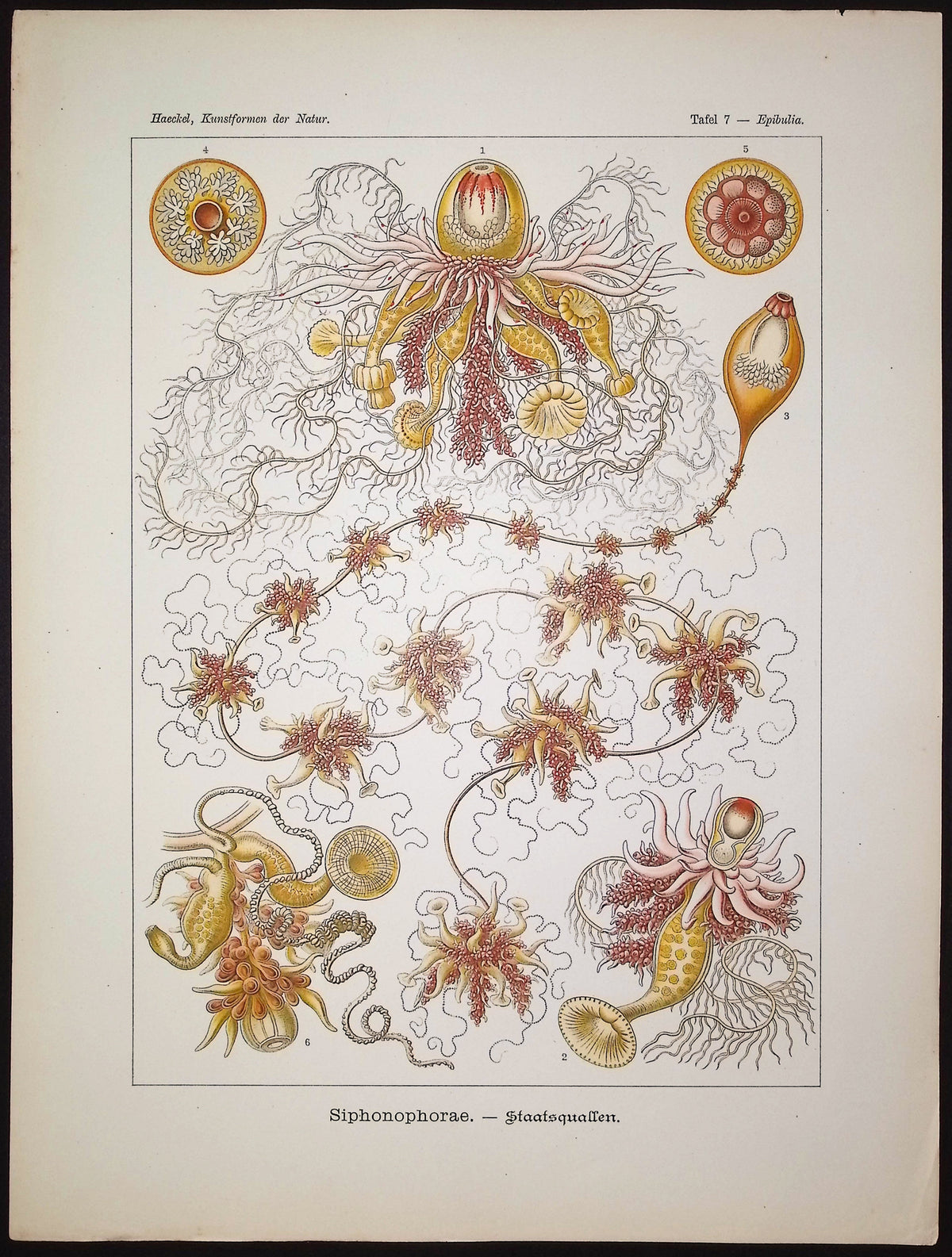 Hydrozoan; Siphonophorae
