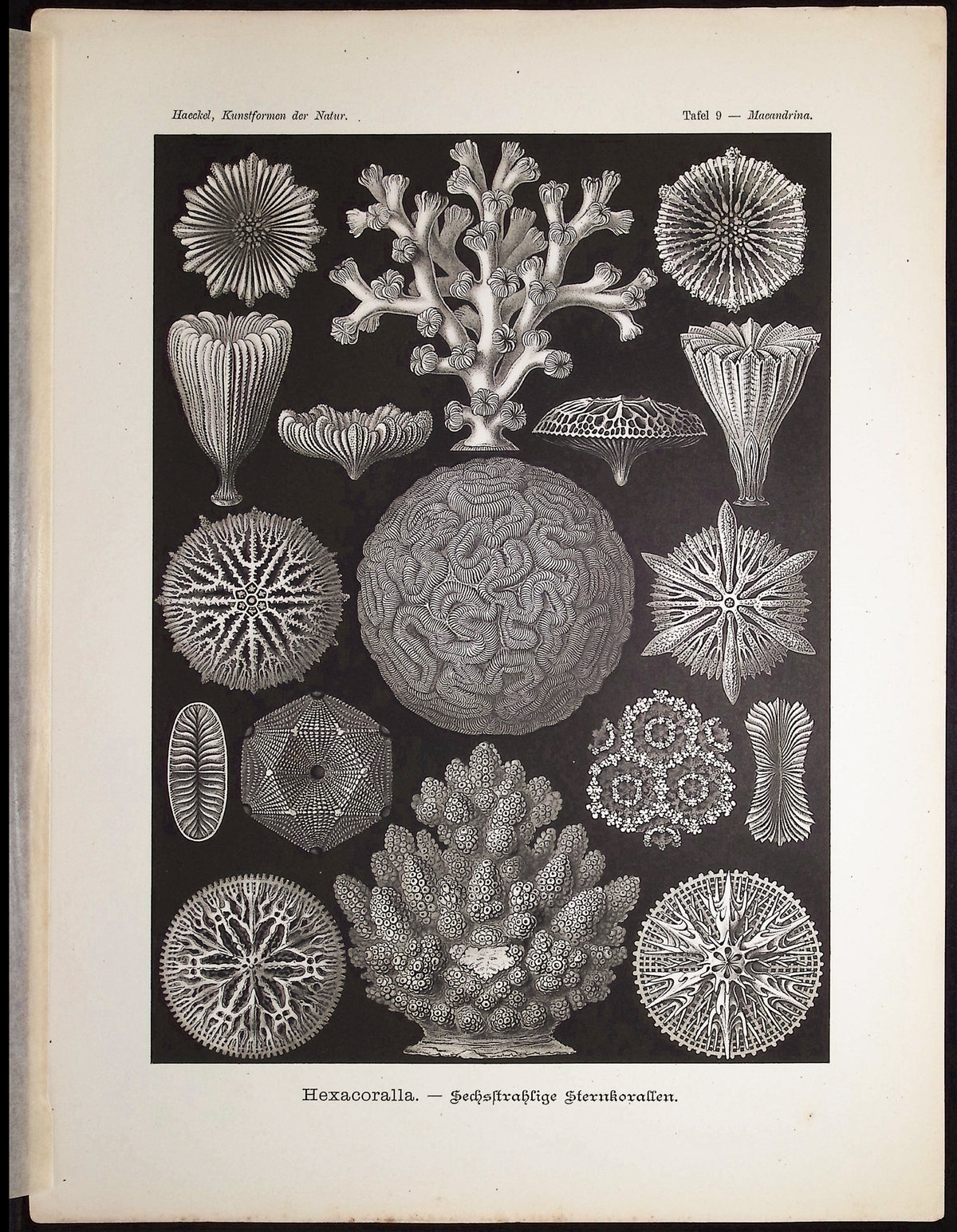 Coral; Hexacoralla