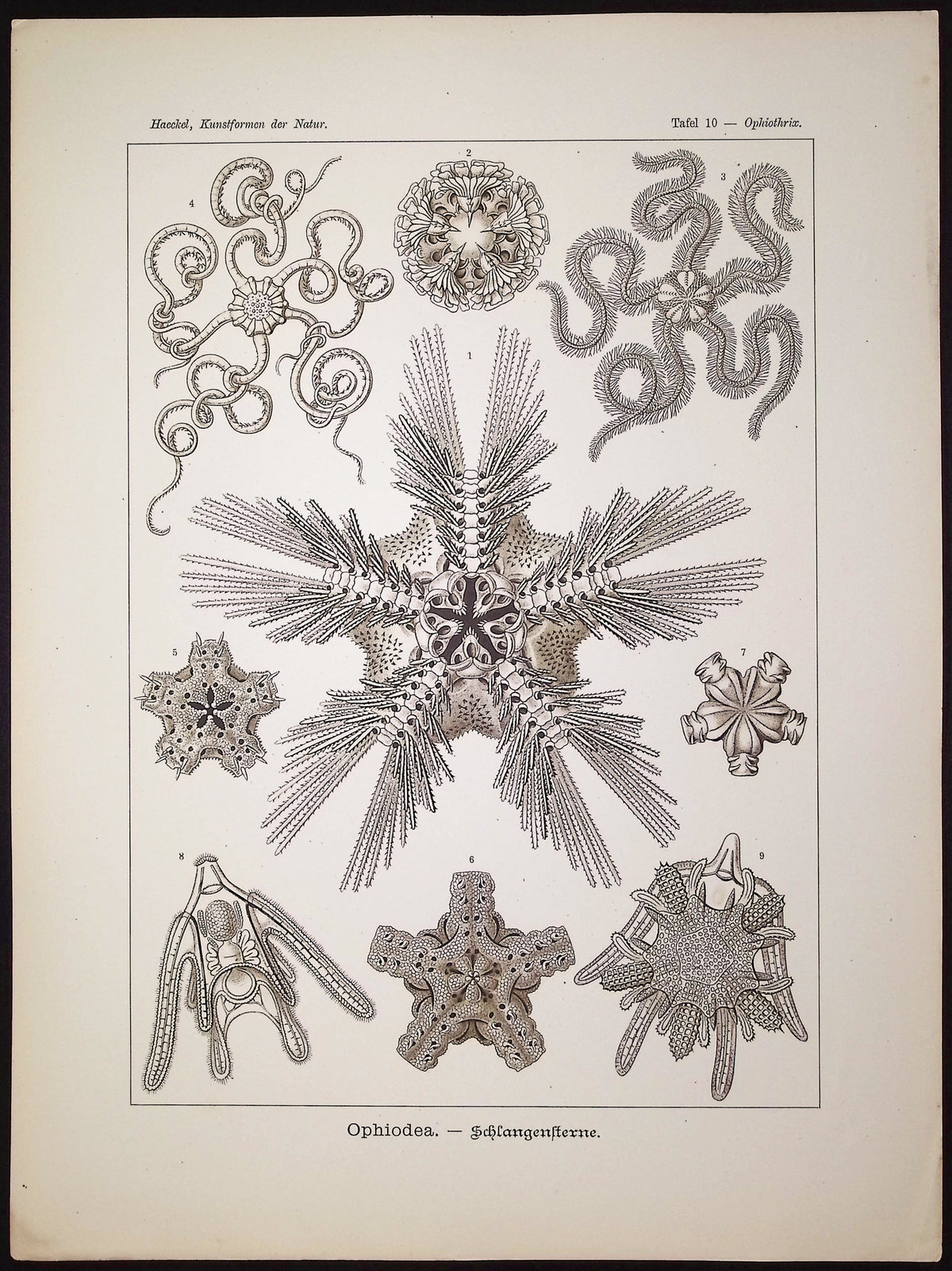 Brittle Stars; Ophiodea