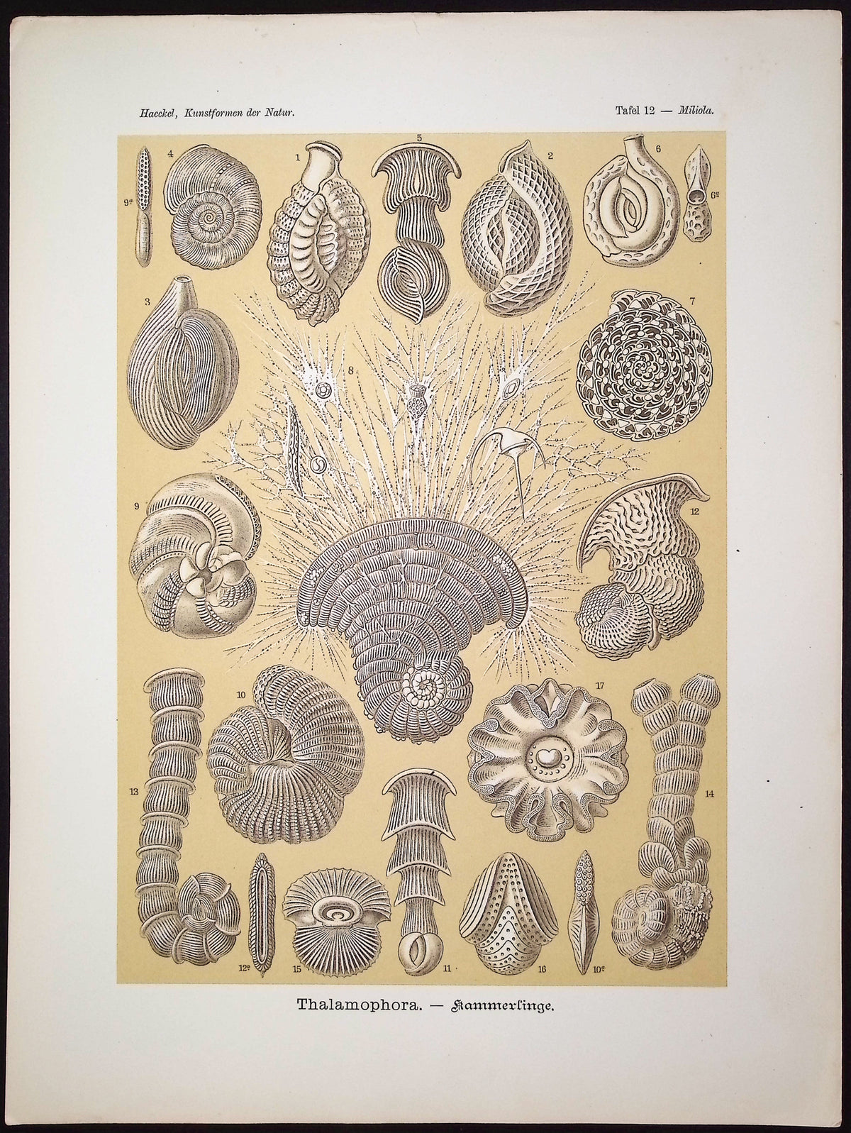 Talamophora