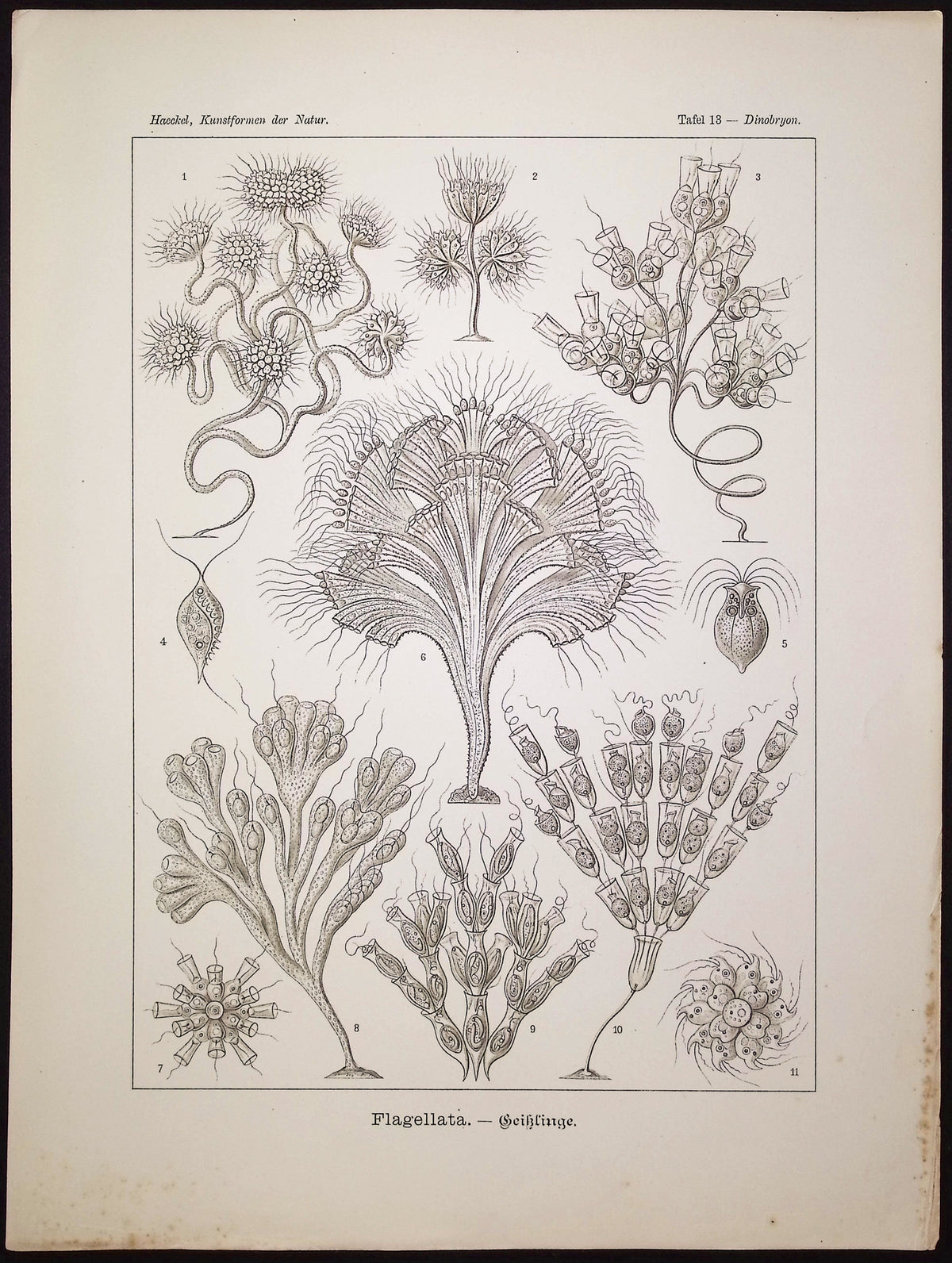 Flagellata