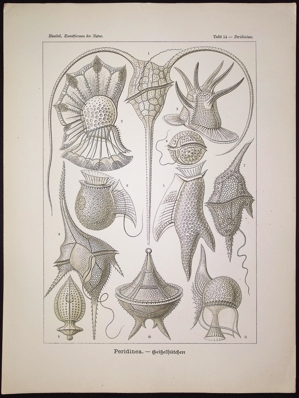 Sea Pen; Peridinea