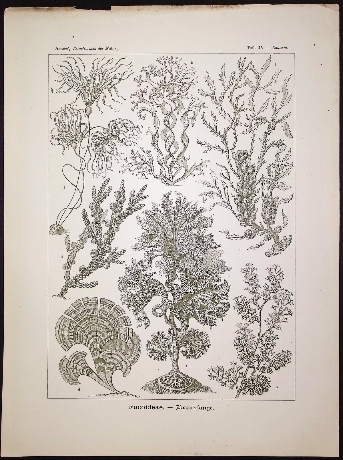 Seaweed; Fucoidaea