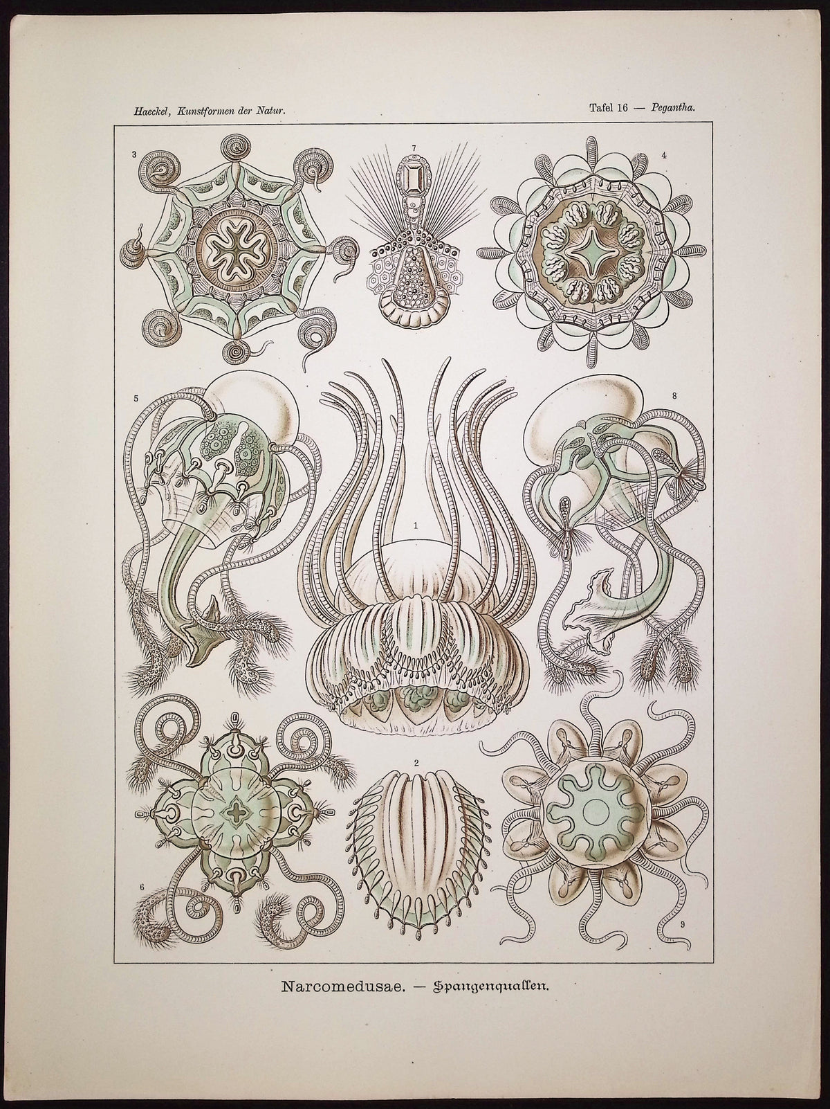 Hydrozoan; Narcomedusae