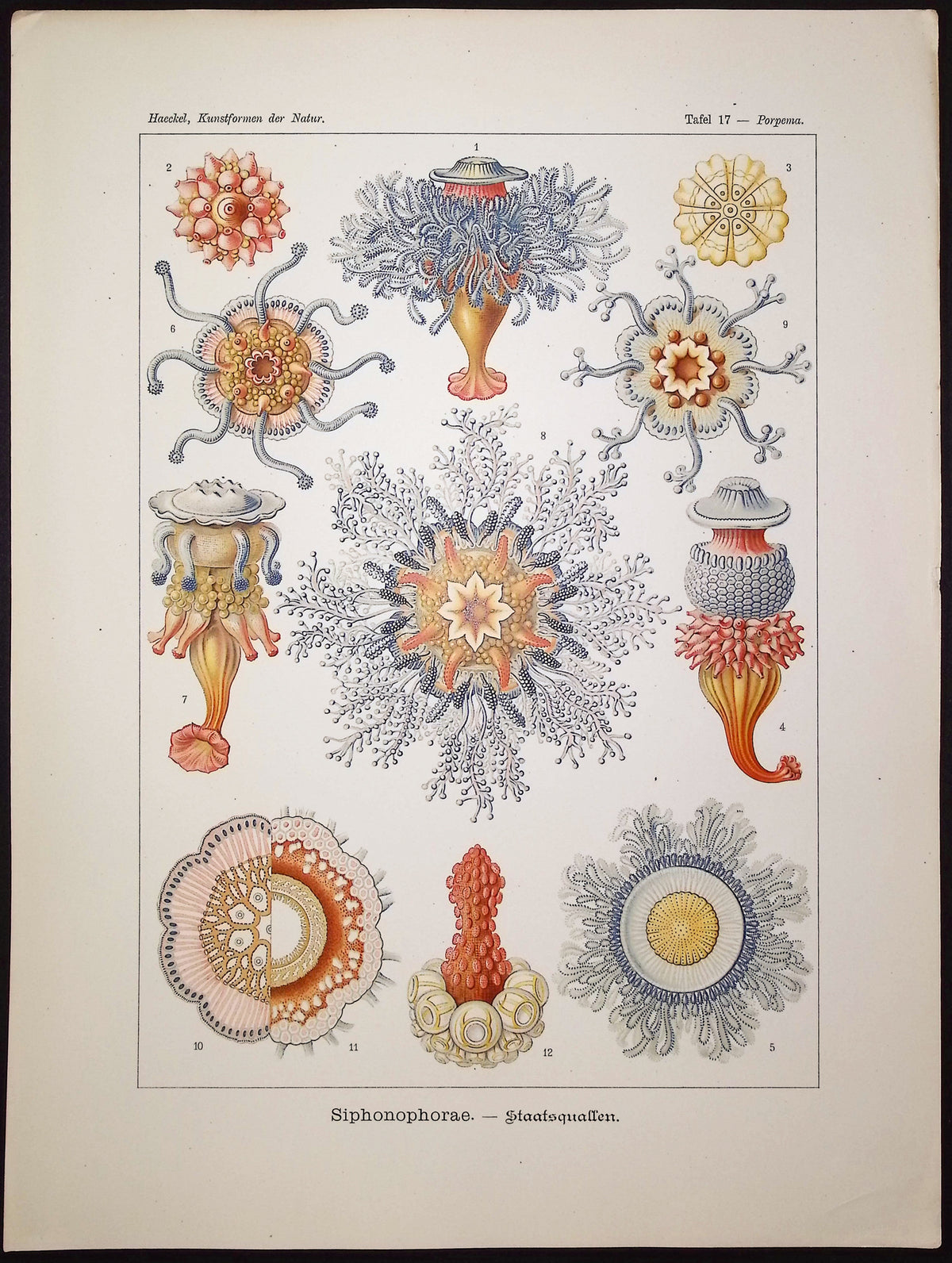 Hydrozoans; Siphonophorae