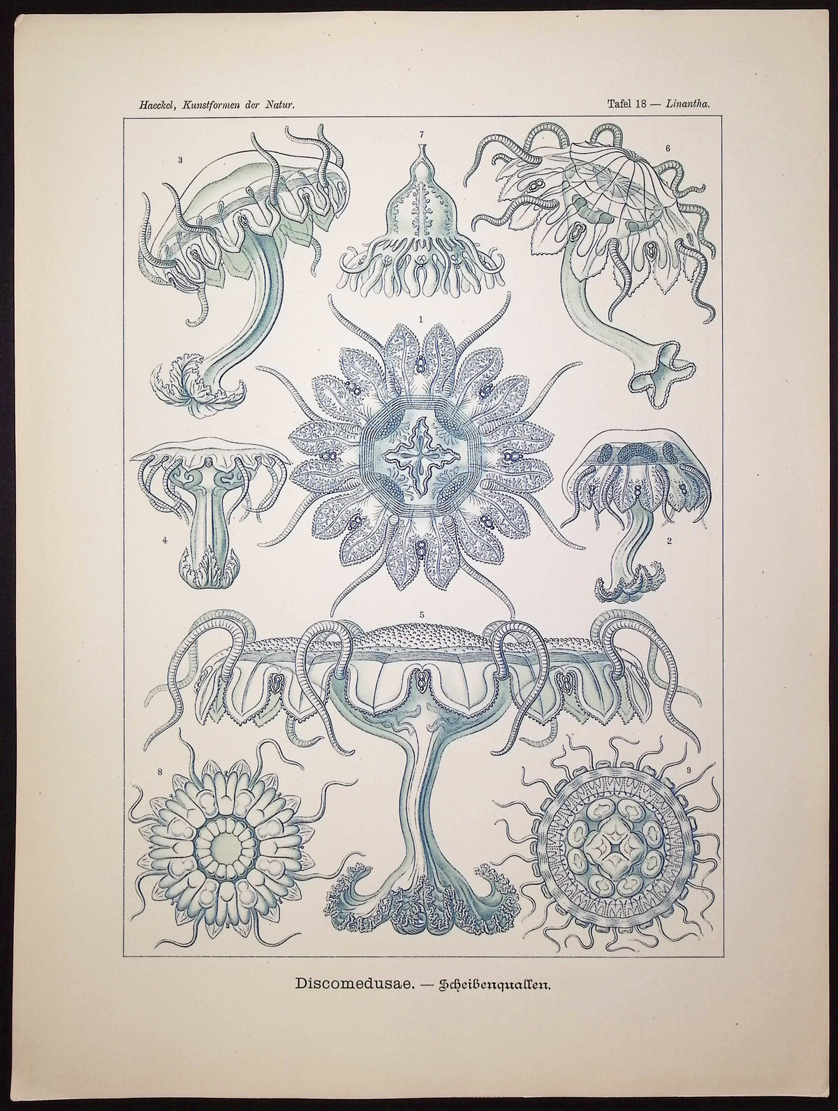 Jellyfish; Discomedusae