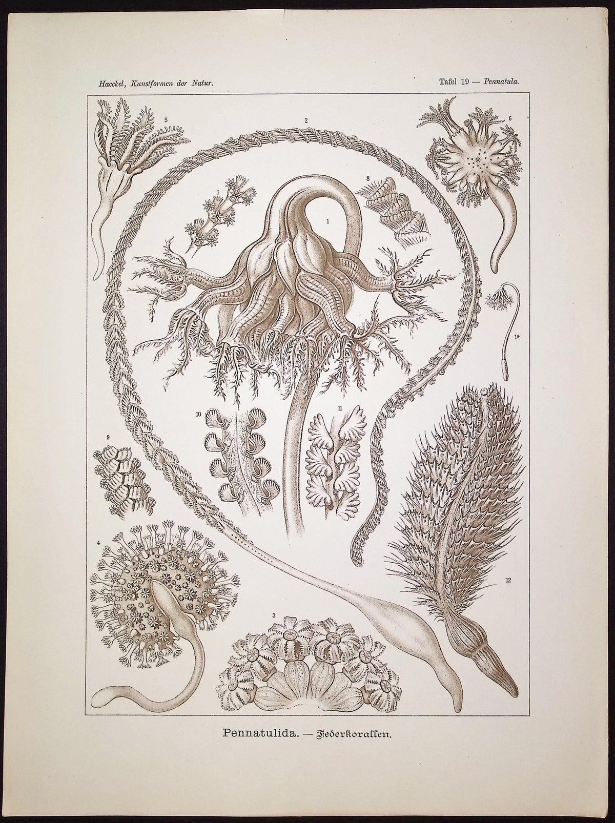 Sea Pen; Pennatulida