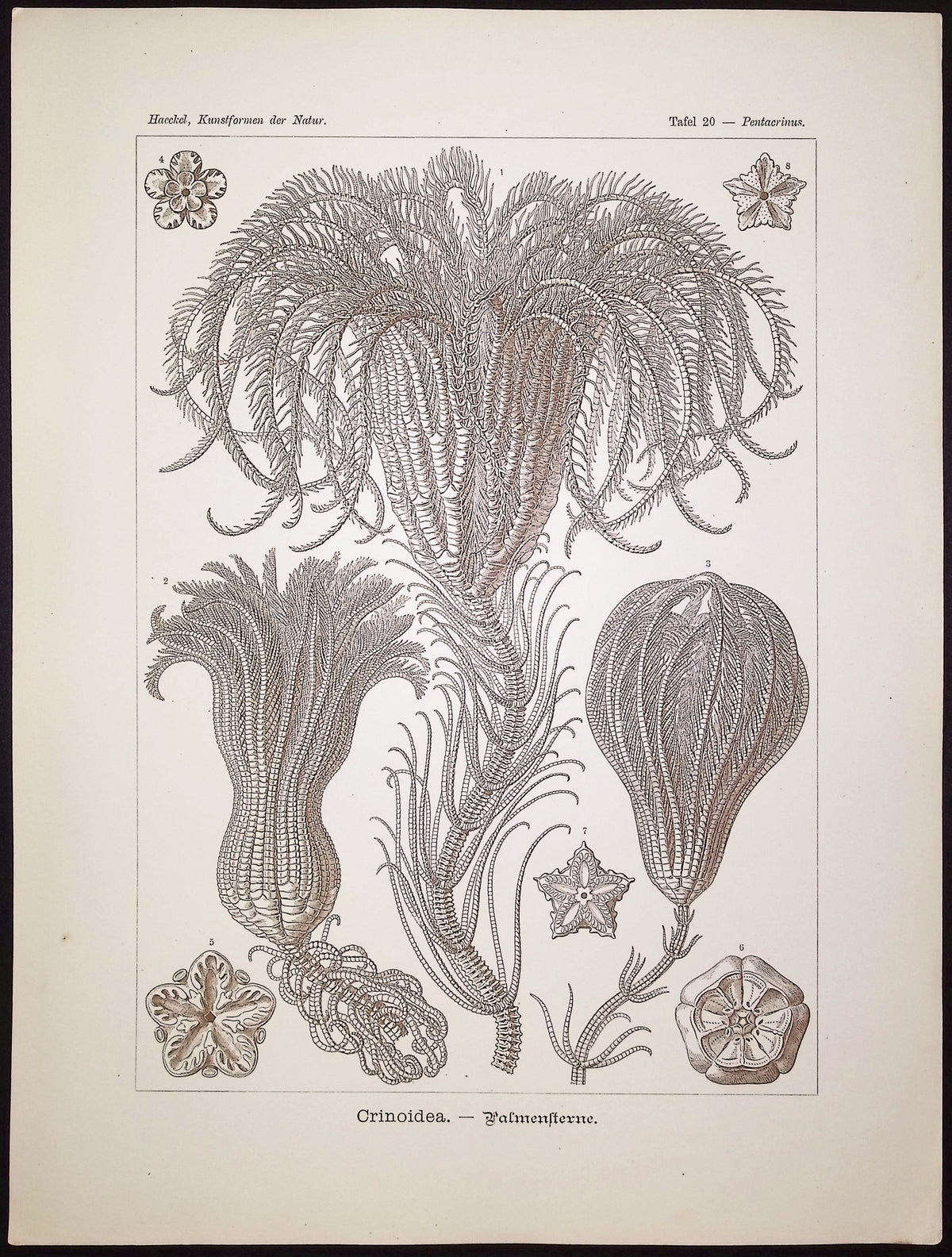 Crinoidea