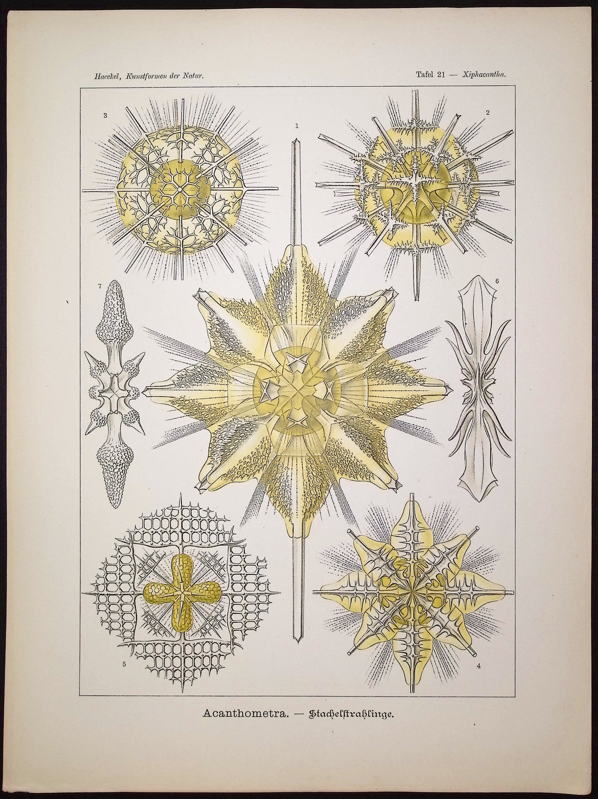 Protozoa; Acanthometra