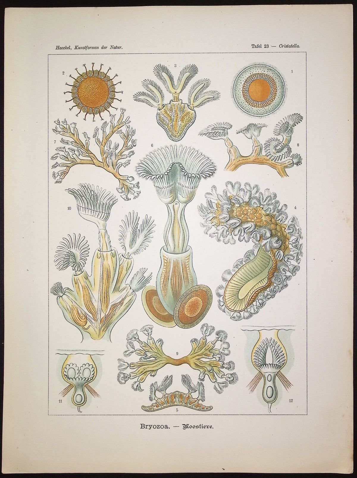 Moss Animal; Bryozoa
