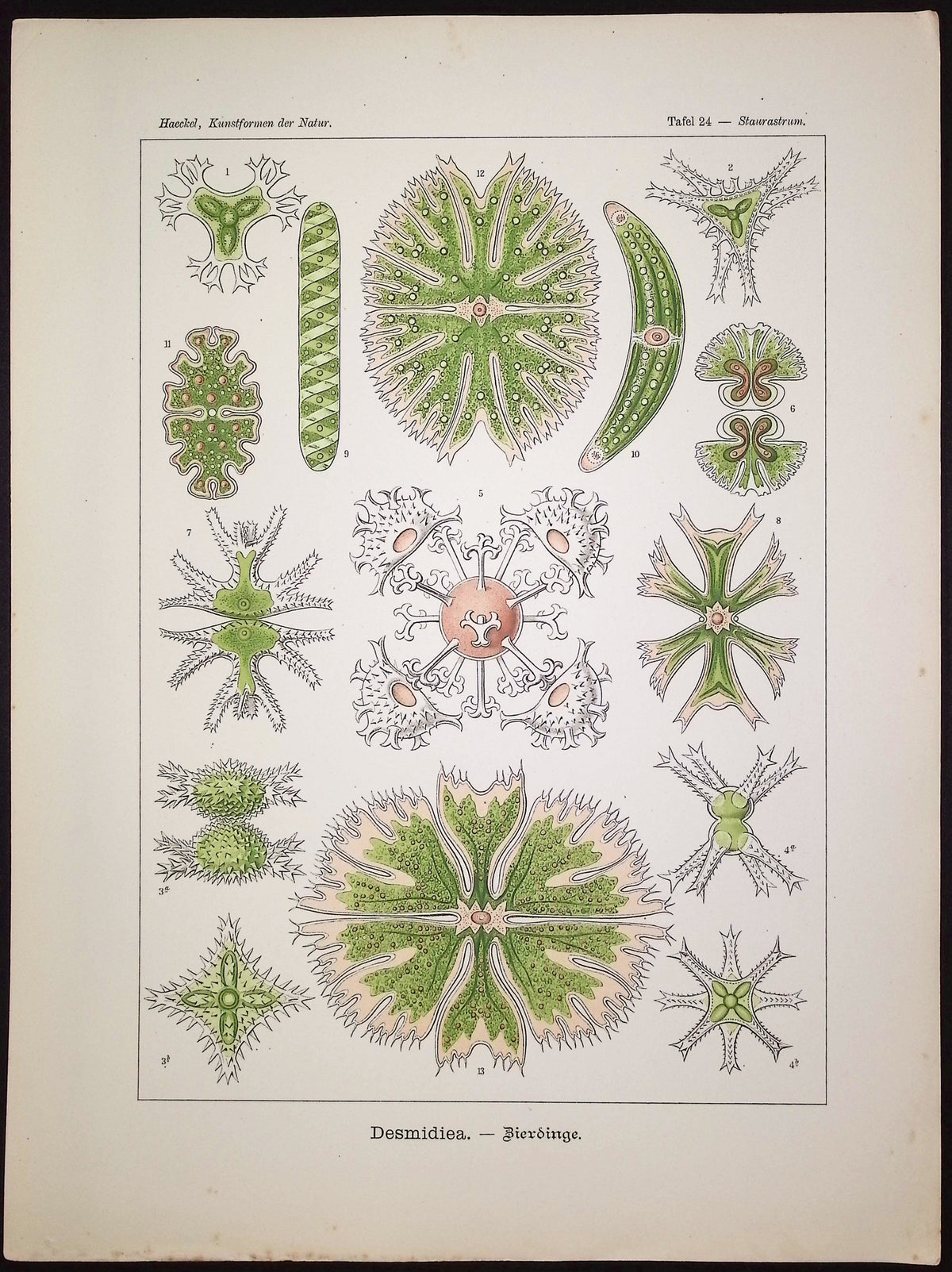 Green Algae; Desmidiea