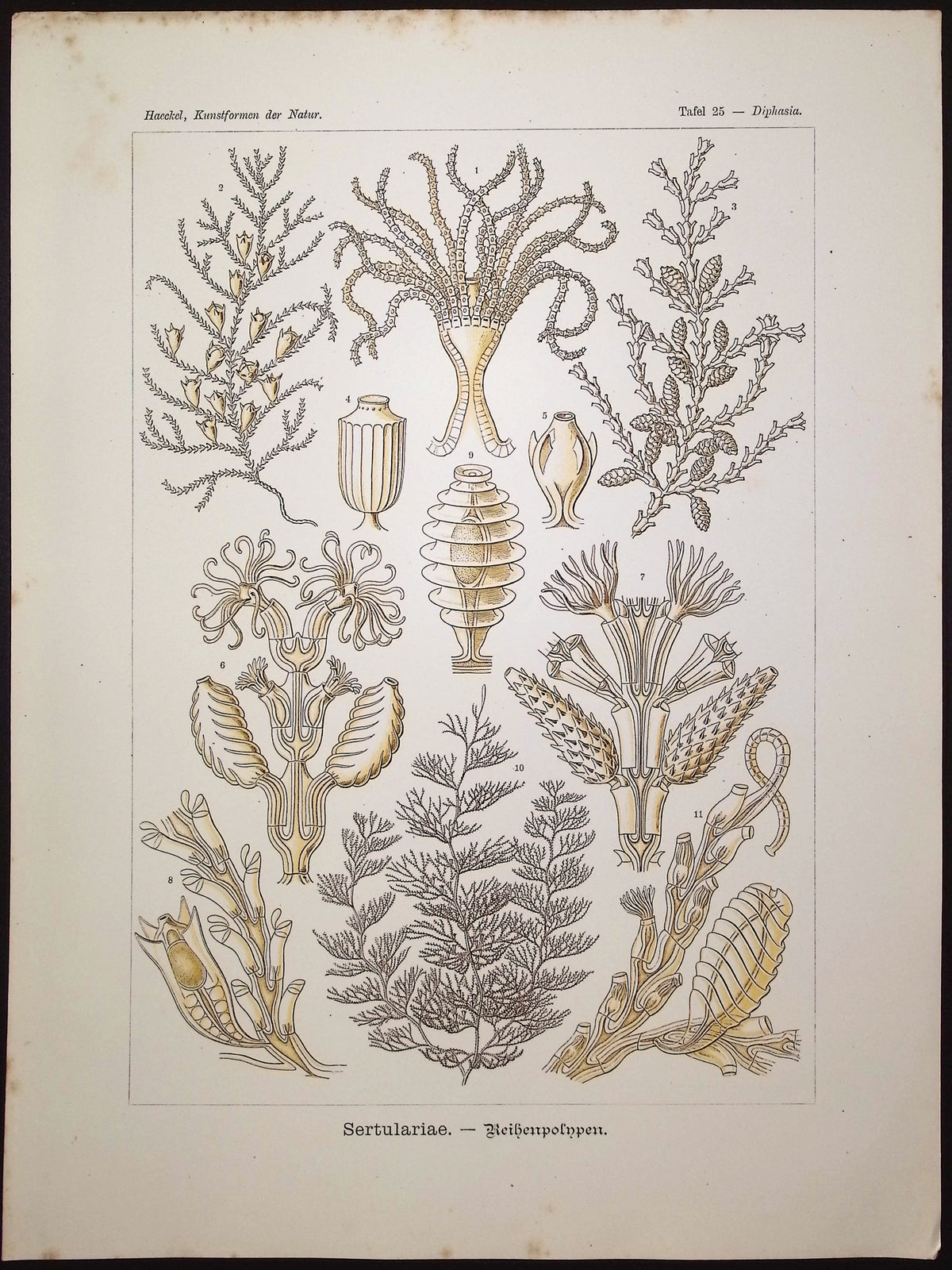 Air Fern; Sertulariae