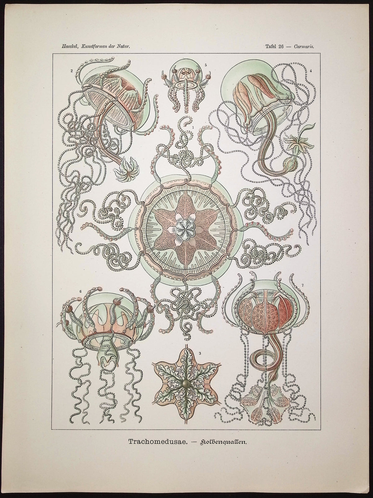 Jellyfish; Trachomedusae