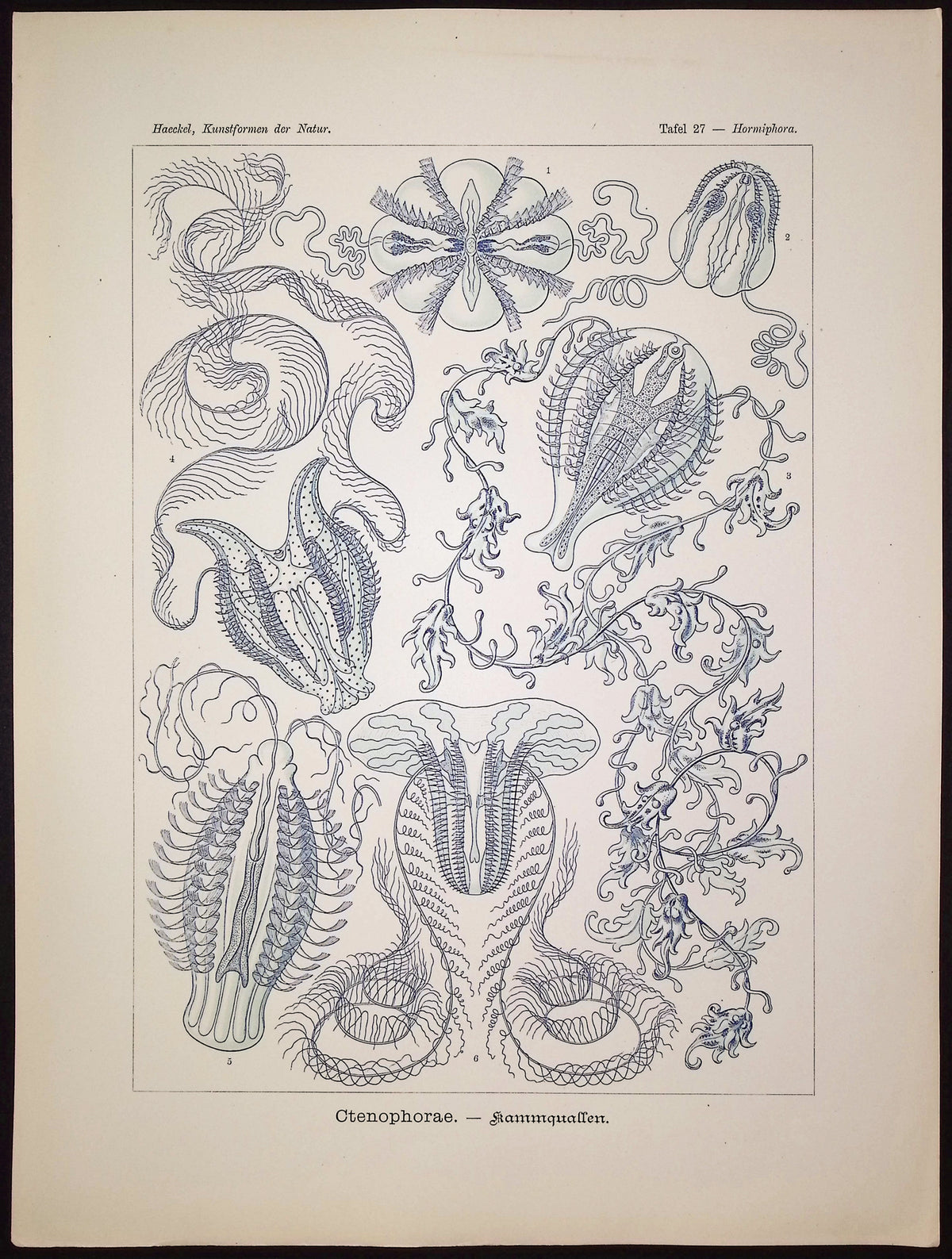 Comb Jellies; Ctenophorae