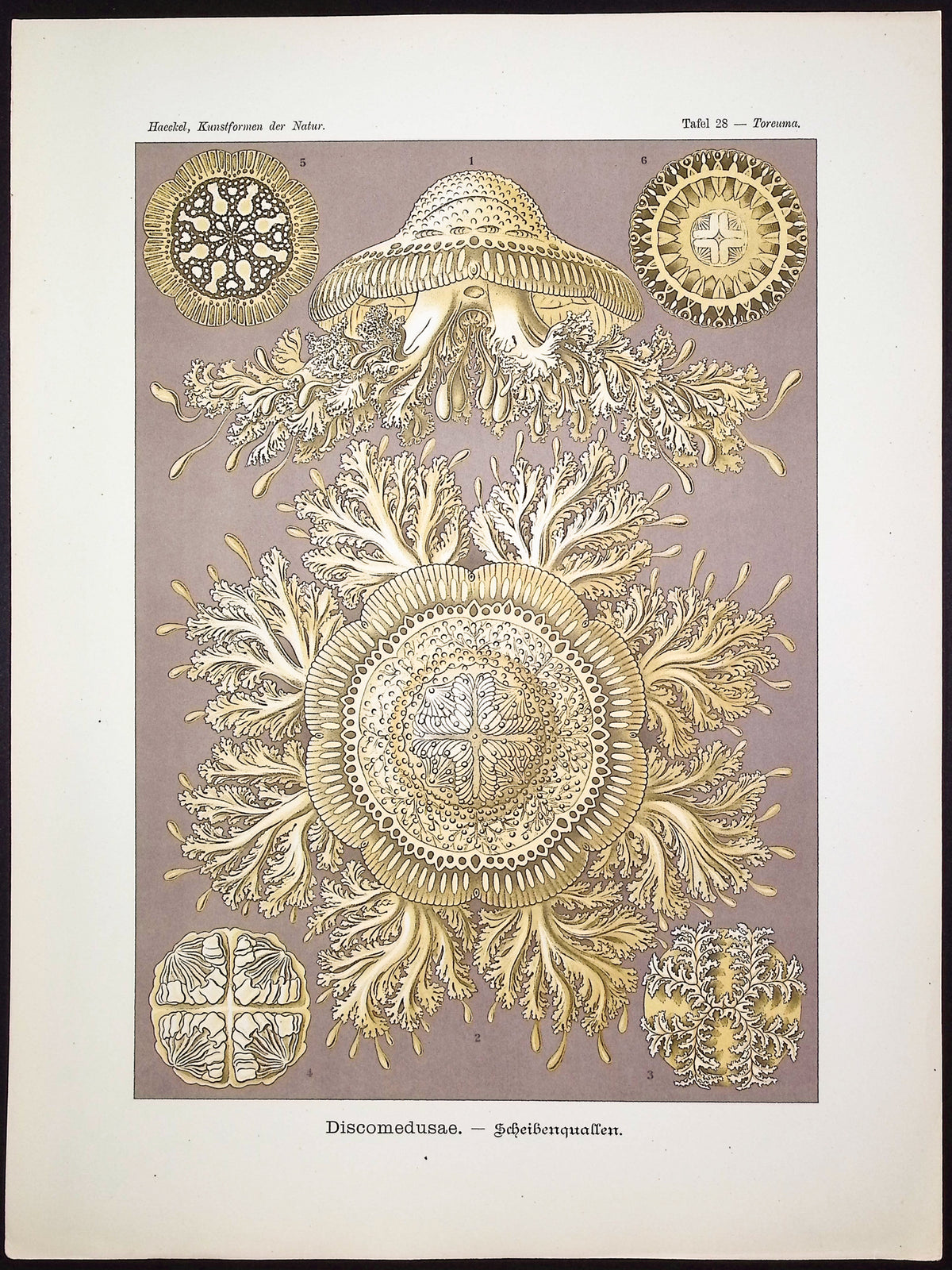 Jellyfish; Discomedusae