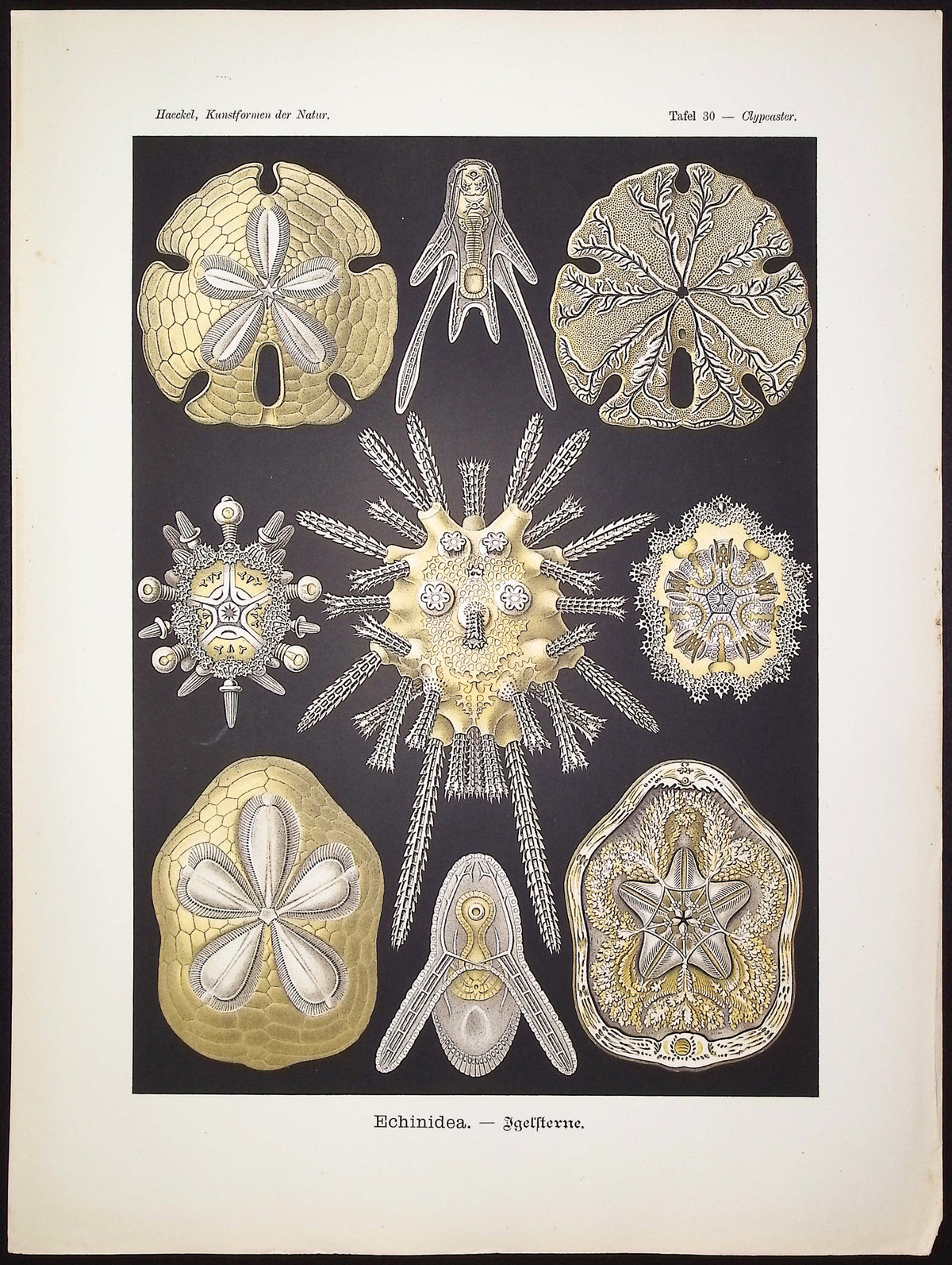 Sanddollar, Sea Urchin; Echinidea