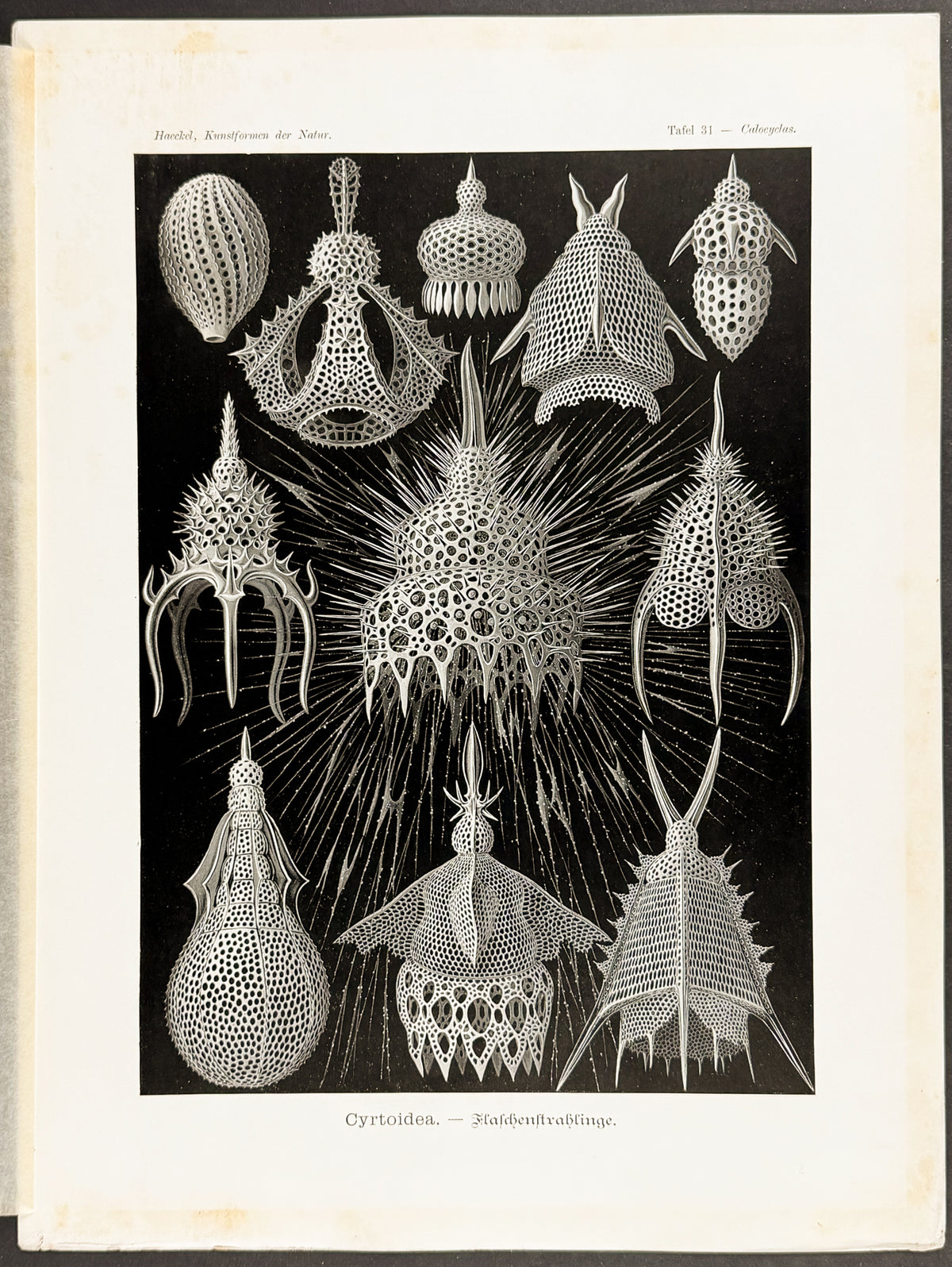 Radiolaria or Radiozoa; Cyrtoidea