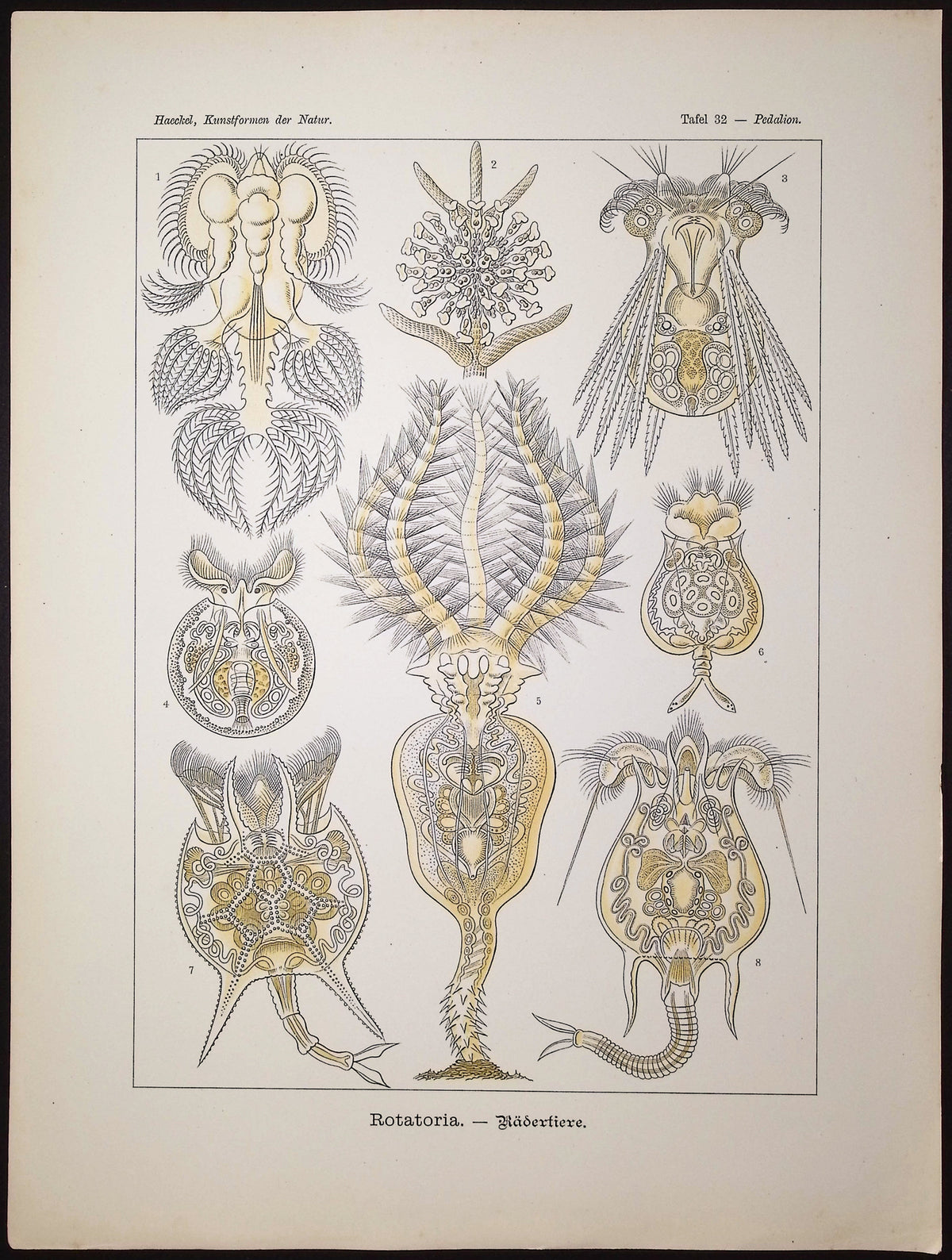 Rotatoria