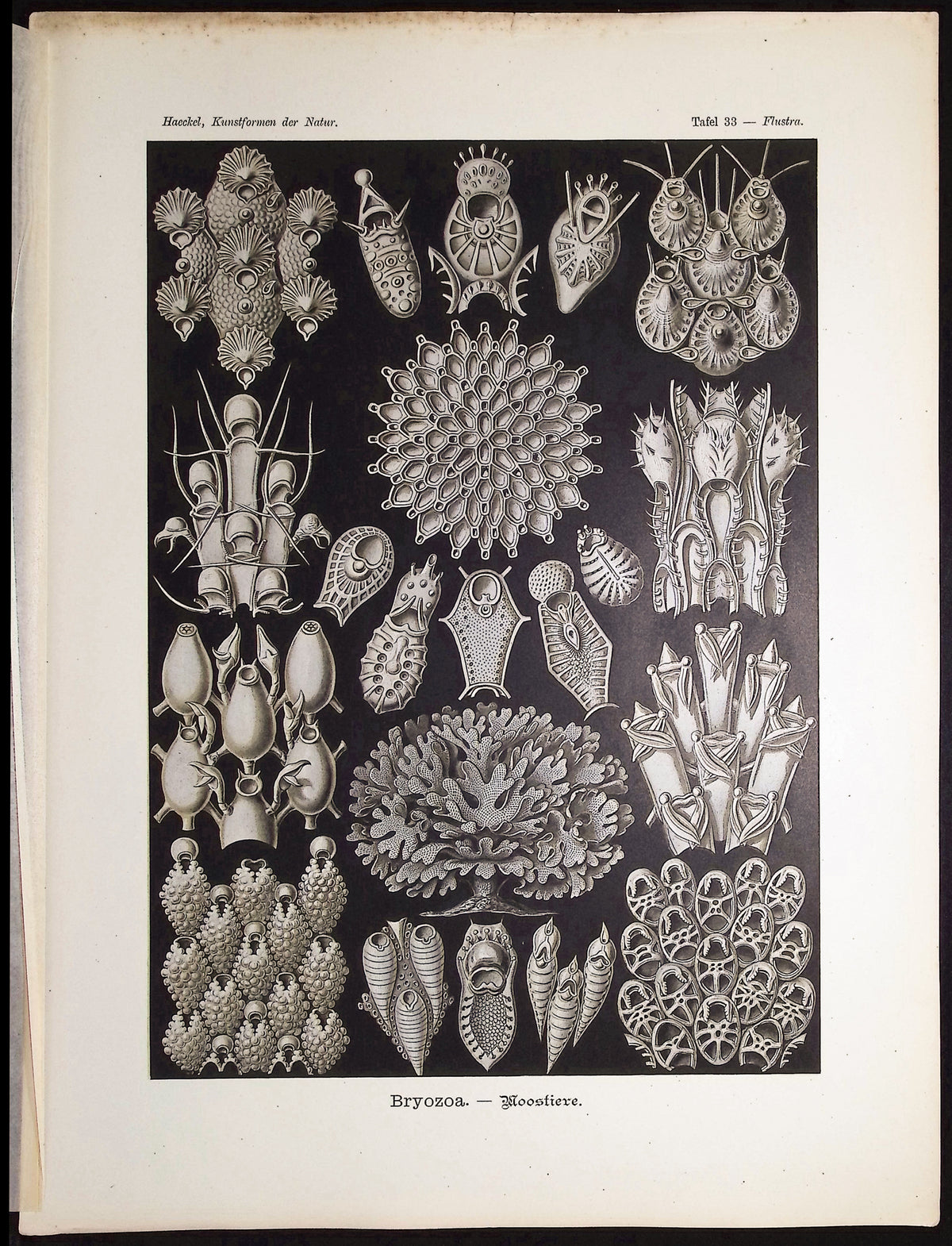 Moss Animal; Bryozoa