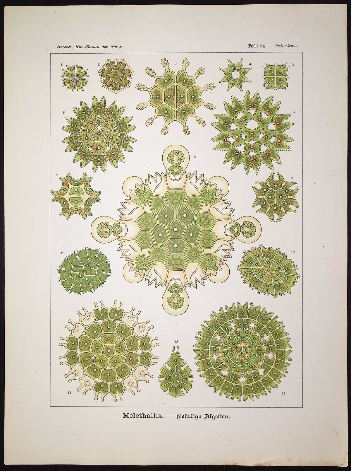 Algae; Melethallia