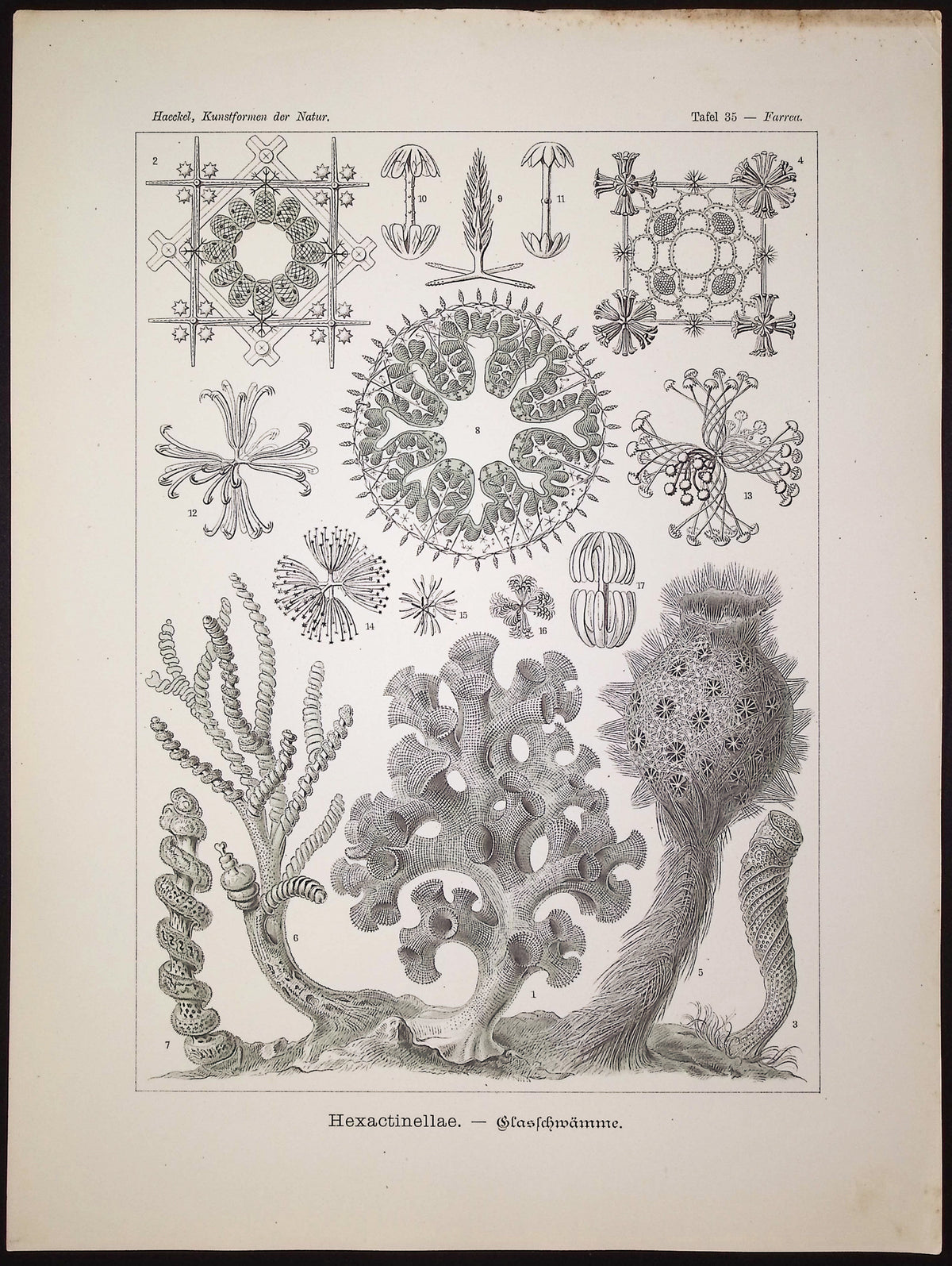 Sponge; Hexactinellae