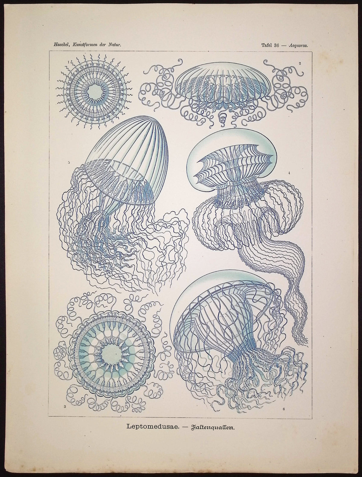 Jellyfish; Leptomedusae