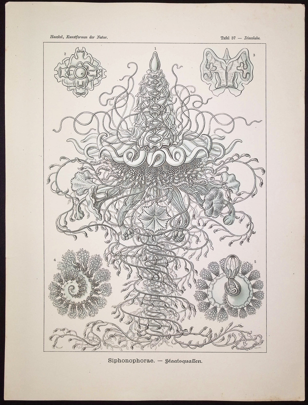 Hydrozoan; Siphonophorae