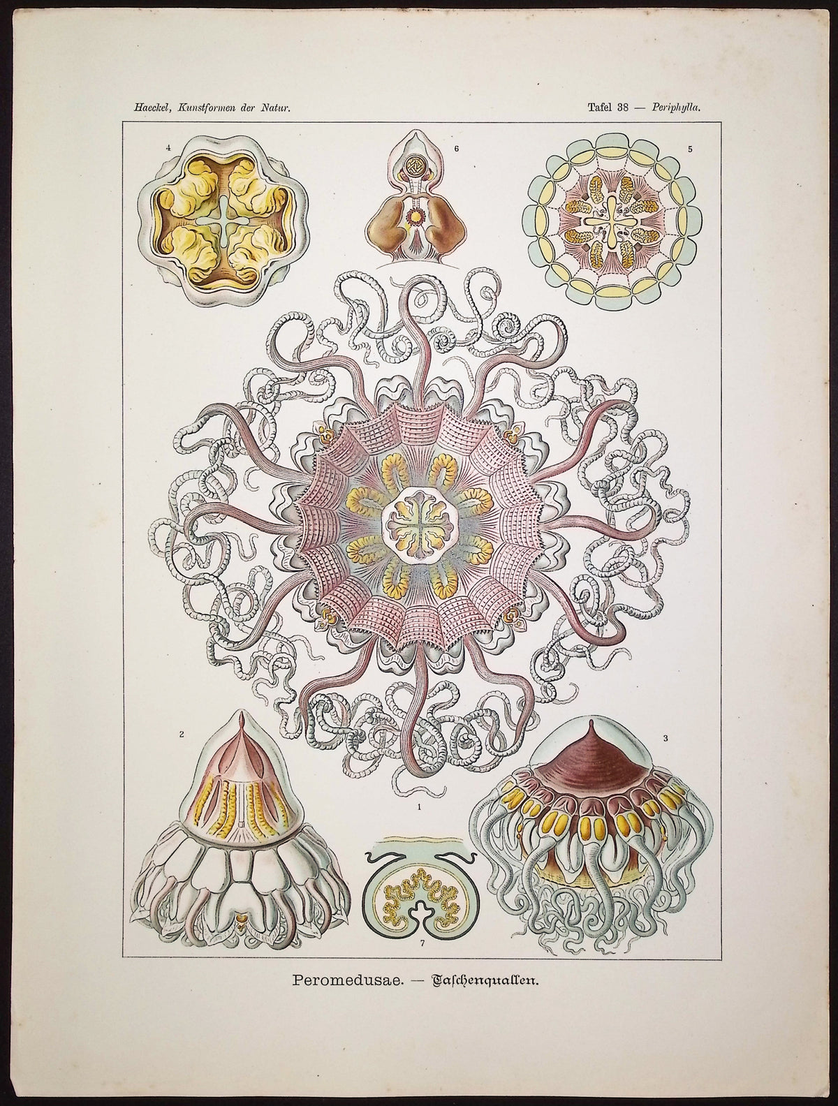 Jellyfish; Peromedusae