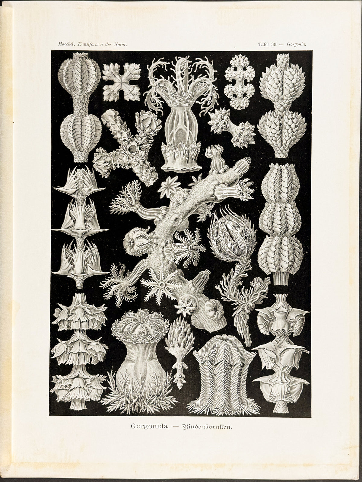 Corals; Gorgonida