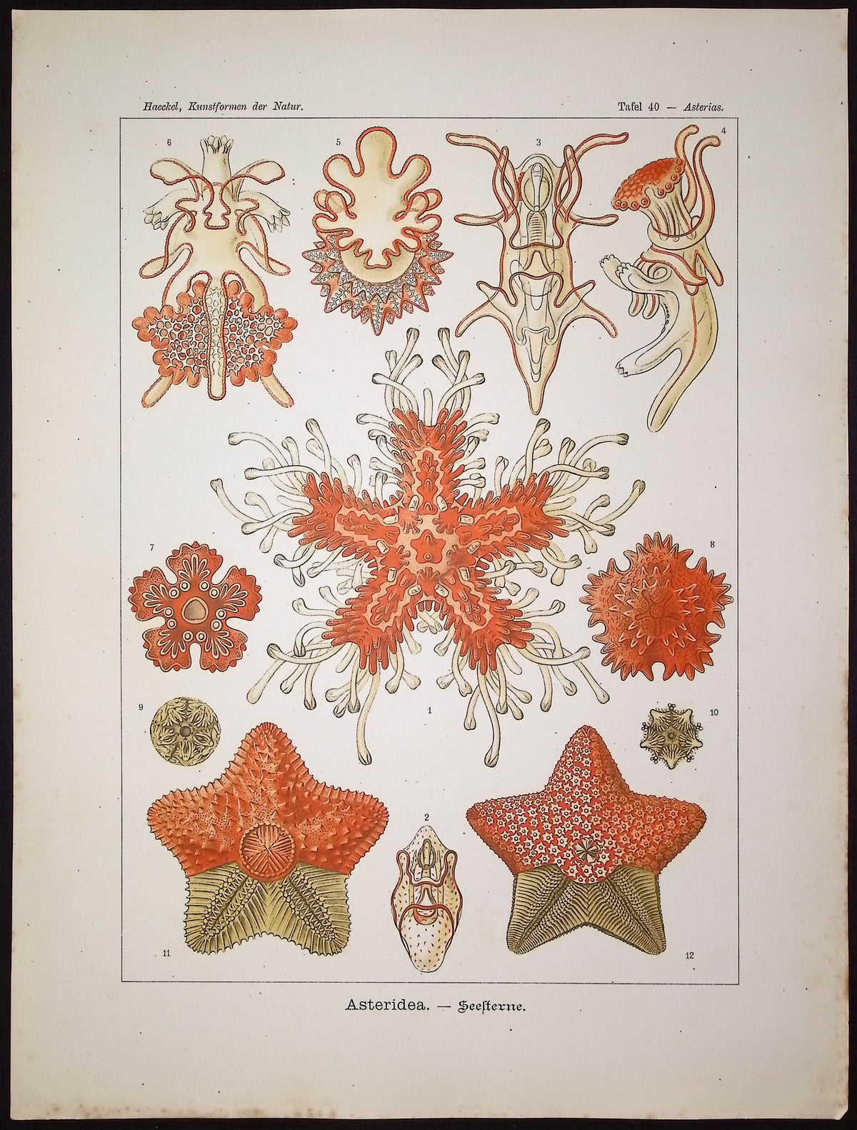 Sea Star; Asteridea