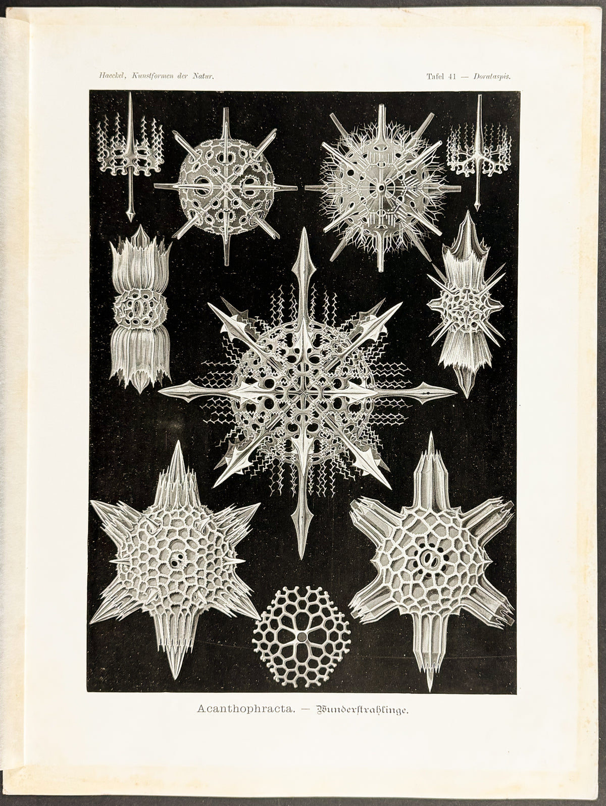 Protozoa; Acanthophracta