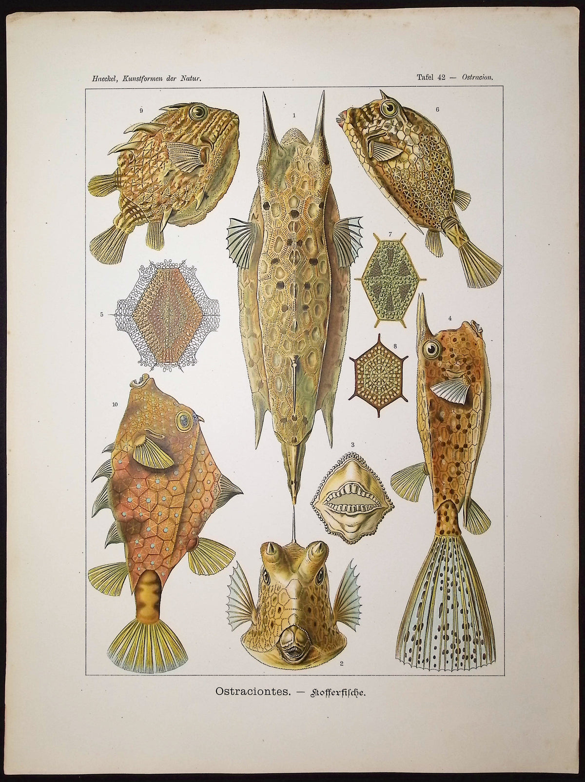 Boxfish; Ostraciontes