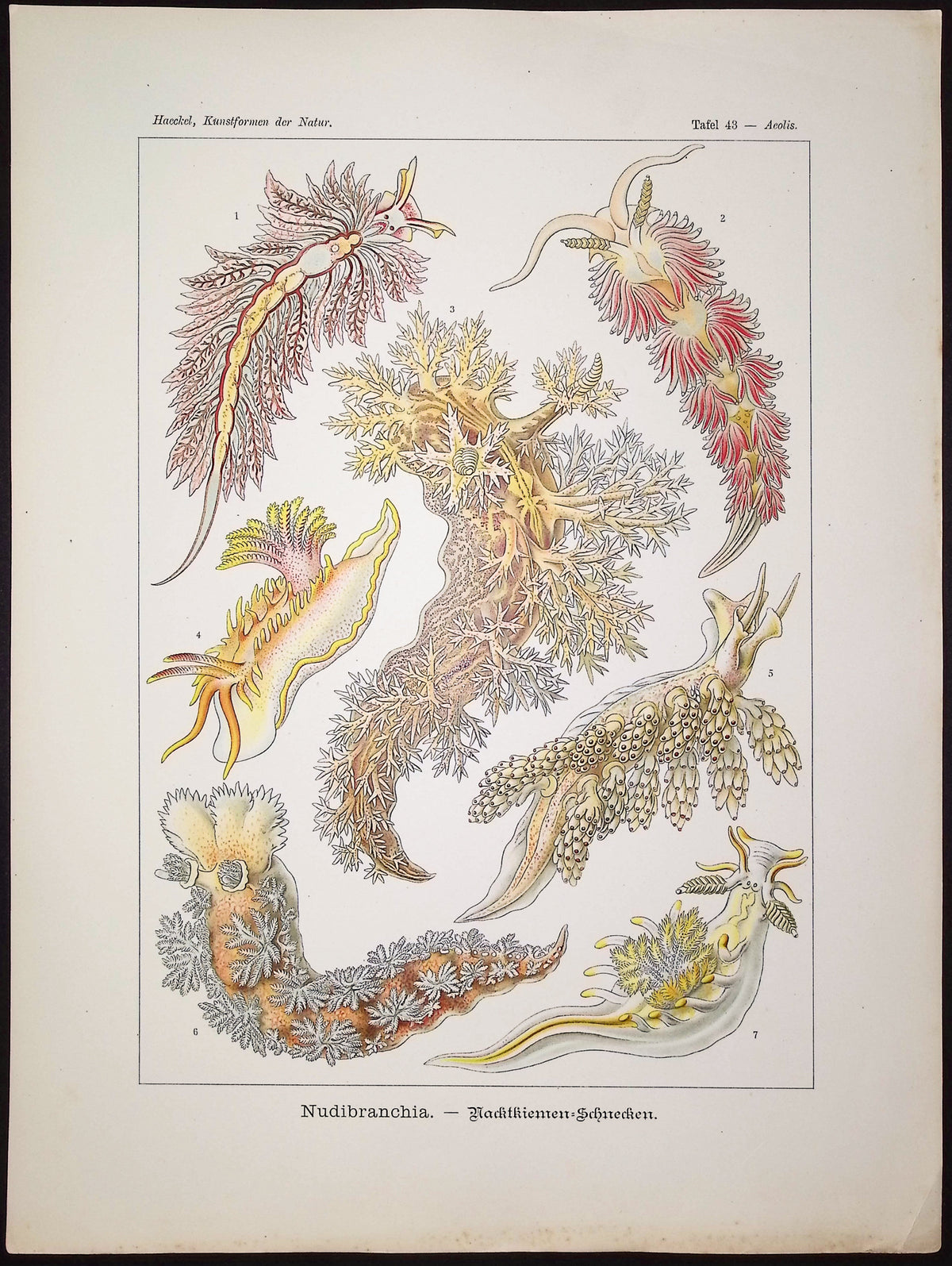 Mollusc; Nudibranchia