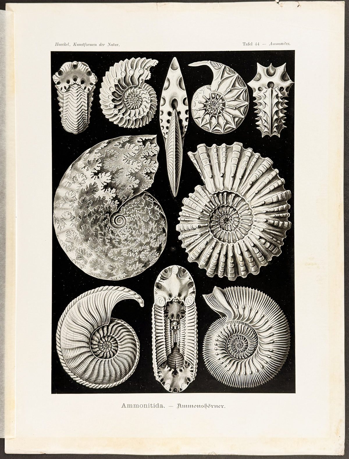 Nautilus Shell; Ammonitida