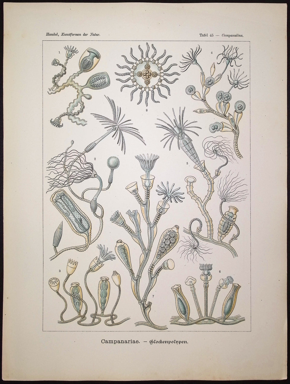 Aquatic Animals; Campanariae