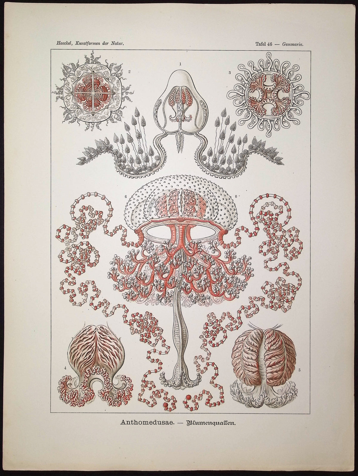 Athecate Hydroids; Anthomedusae
