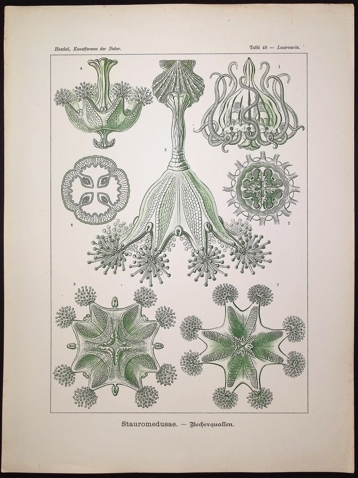 Stalked Jellyfish; Stauromedusae