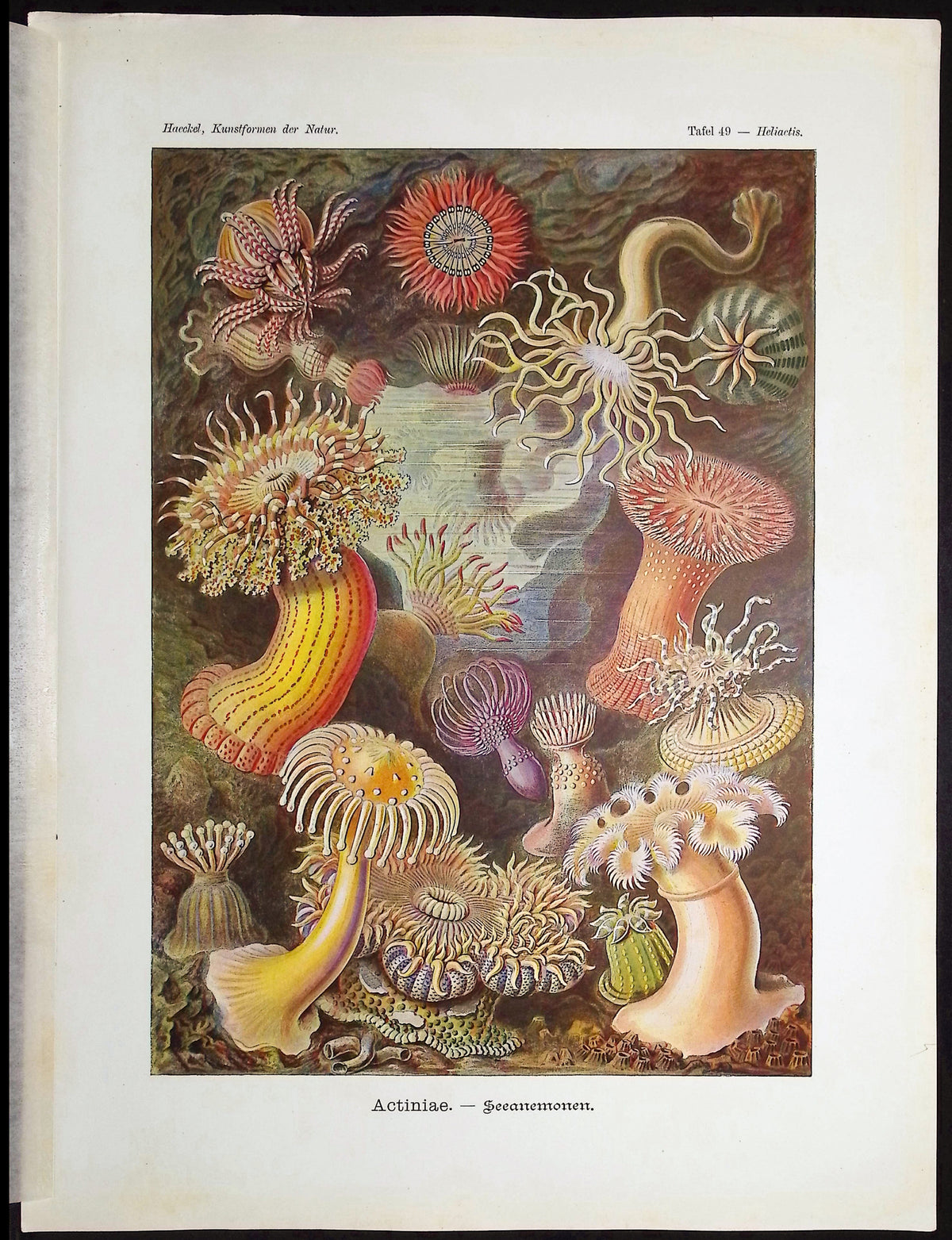 Sea Anemone; Actiniae