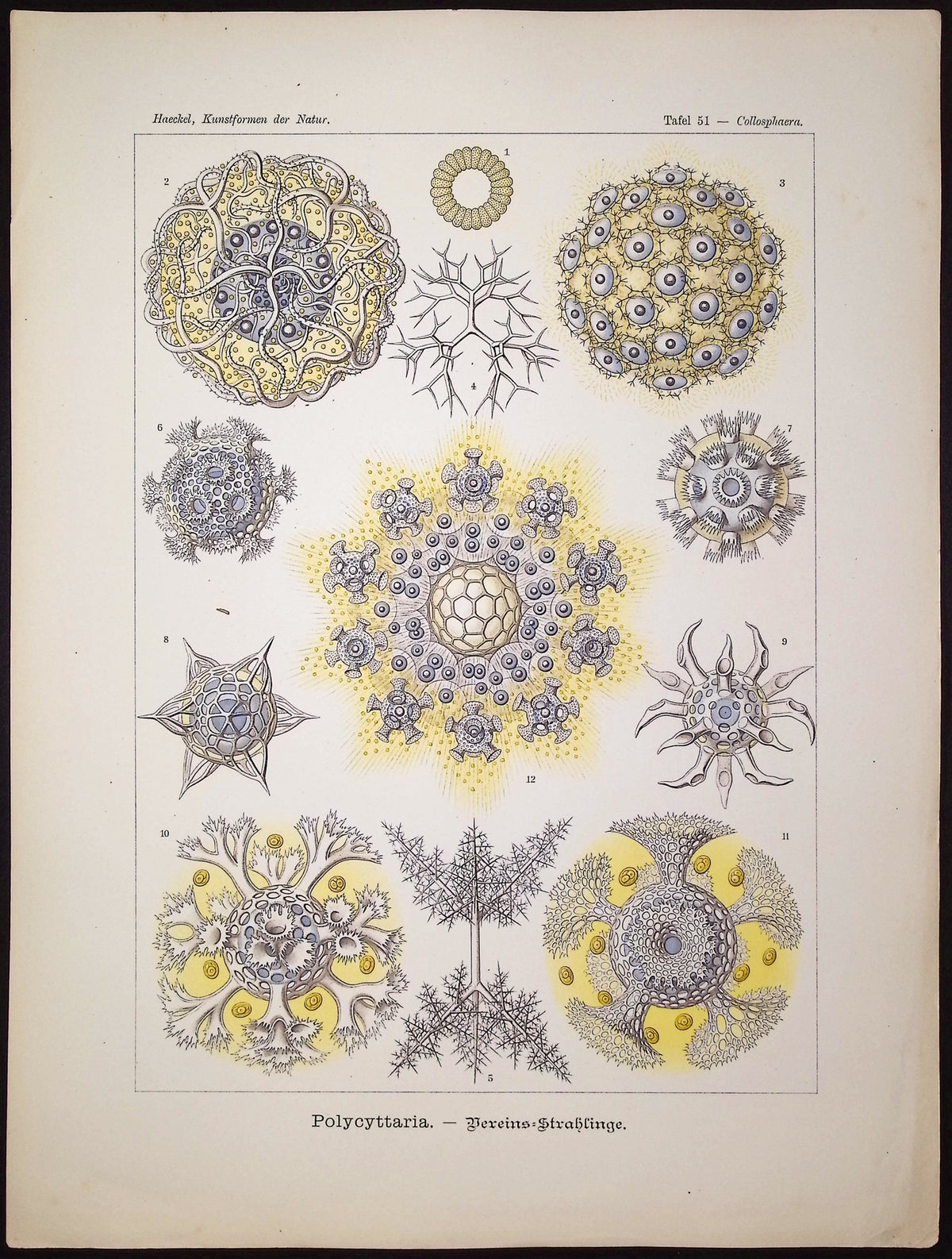 Radiolaria; Polycyttaria