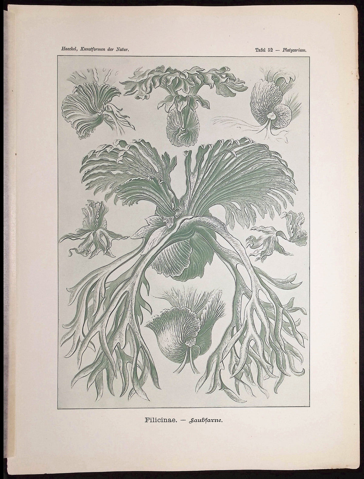 Ferns; Filicinae