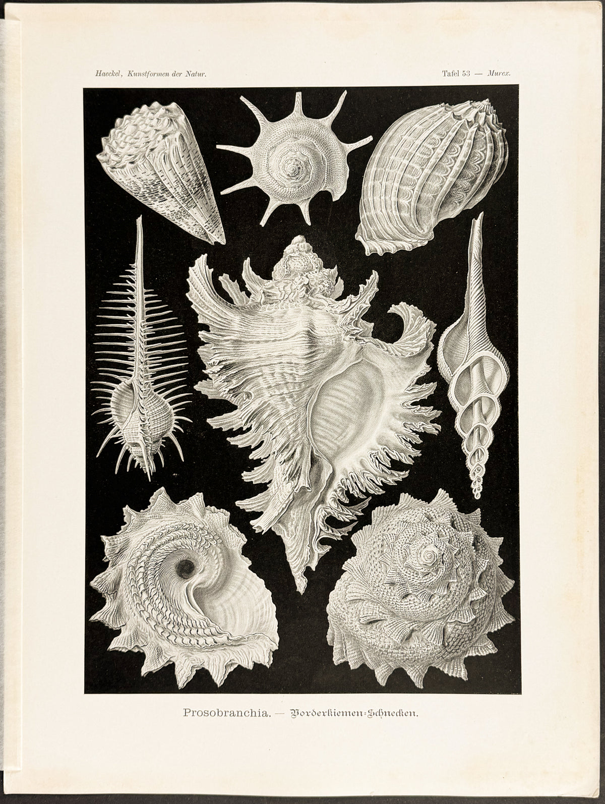 Ctenobranchia