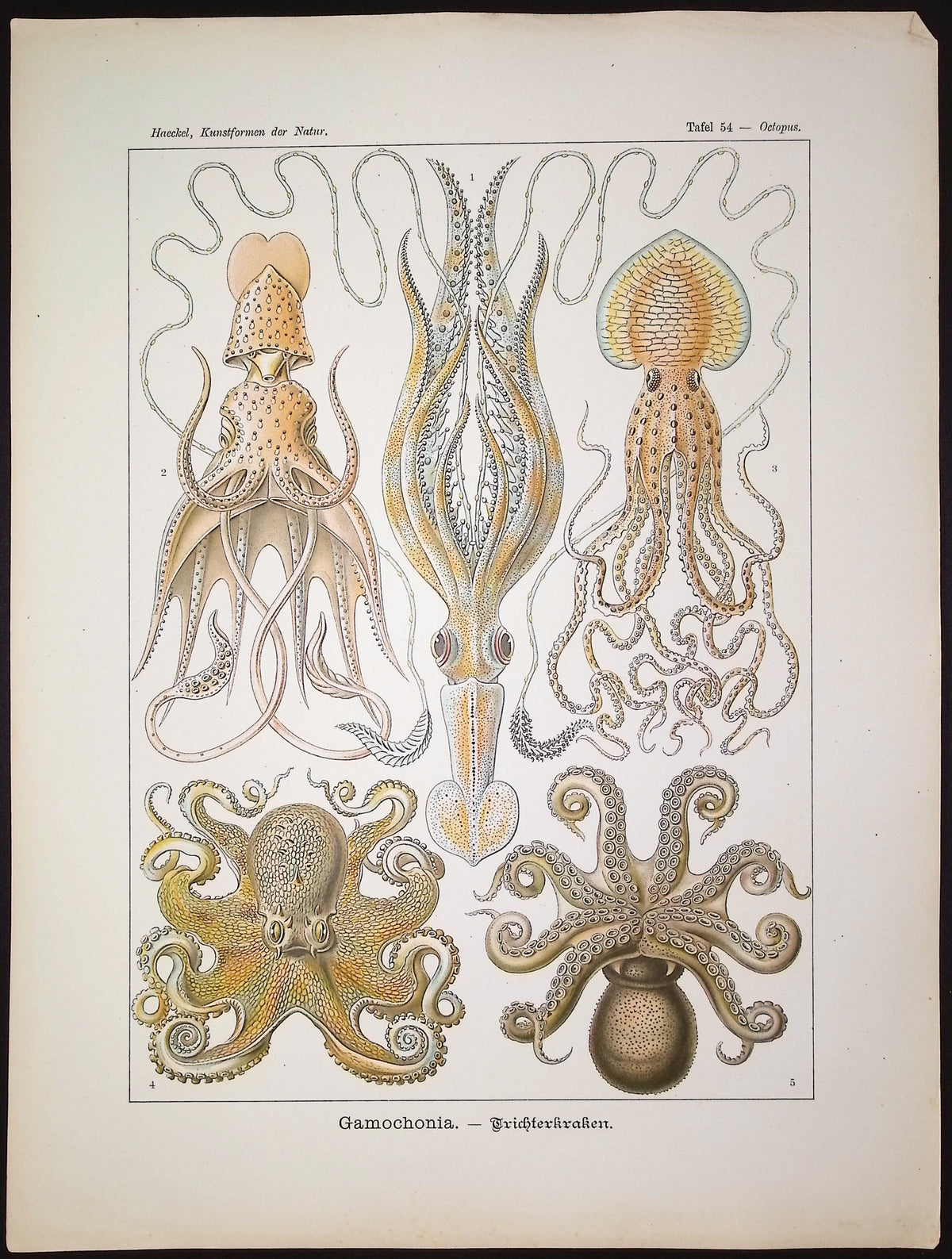Octopus & Squid; Gamochonia