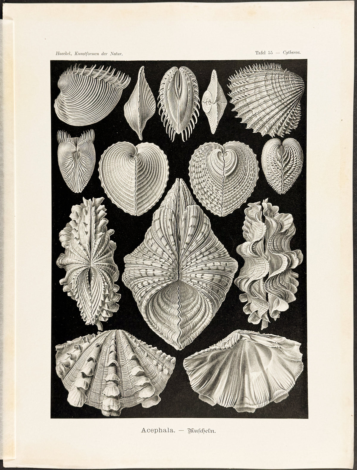 Clam Shells; Acephala