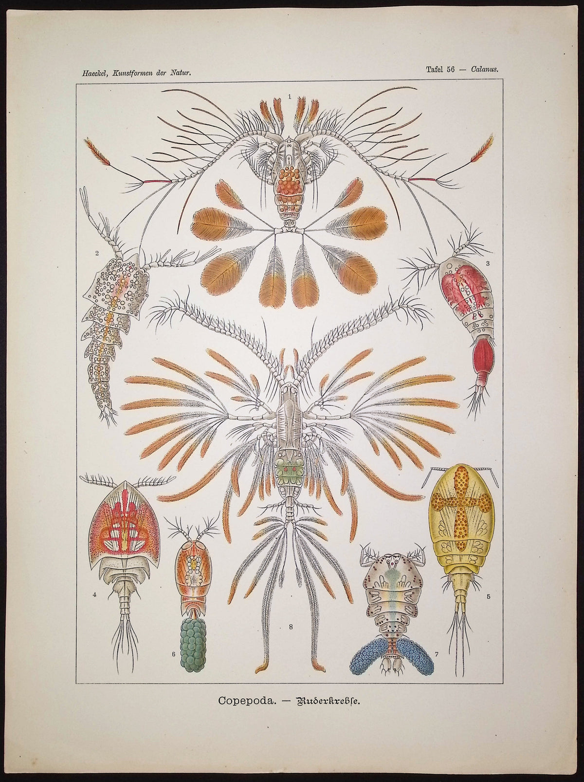 Crustacean; Copepoda