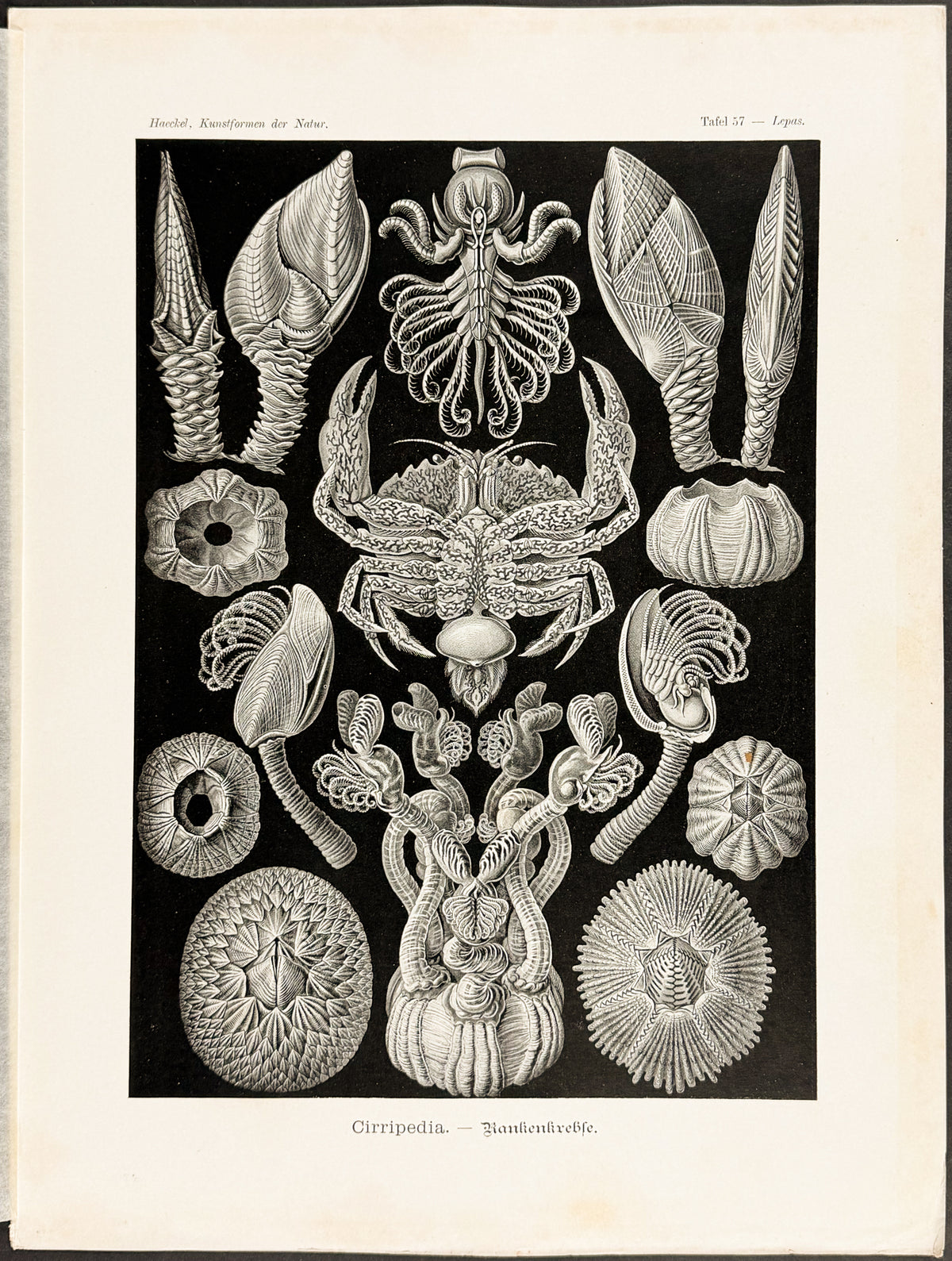 Barnacle; Cirripedia